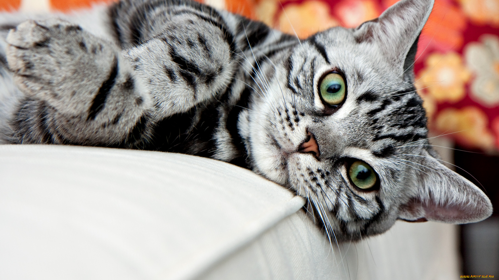 животные, коты, cat