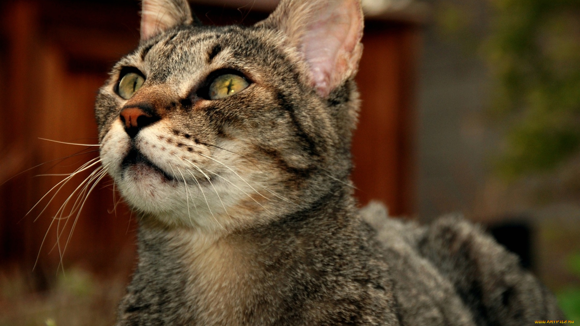 животные, коты, морда