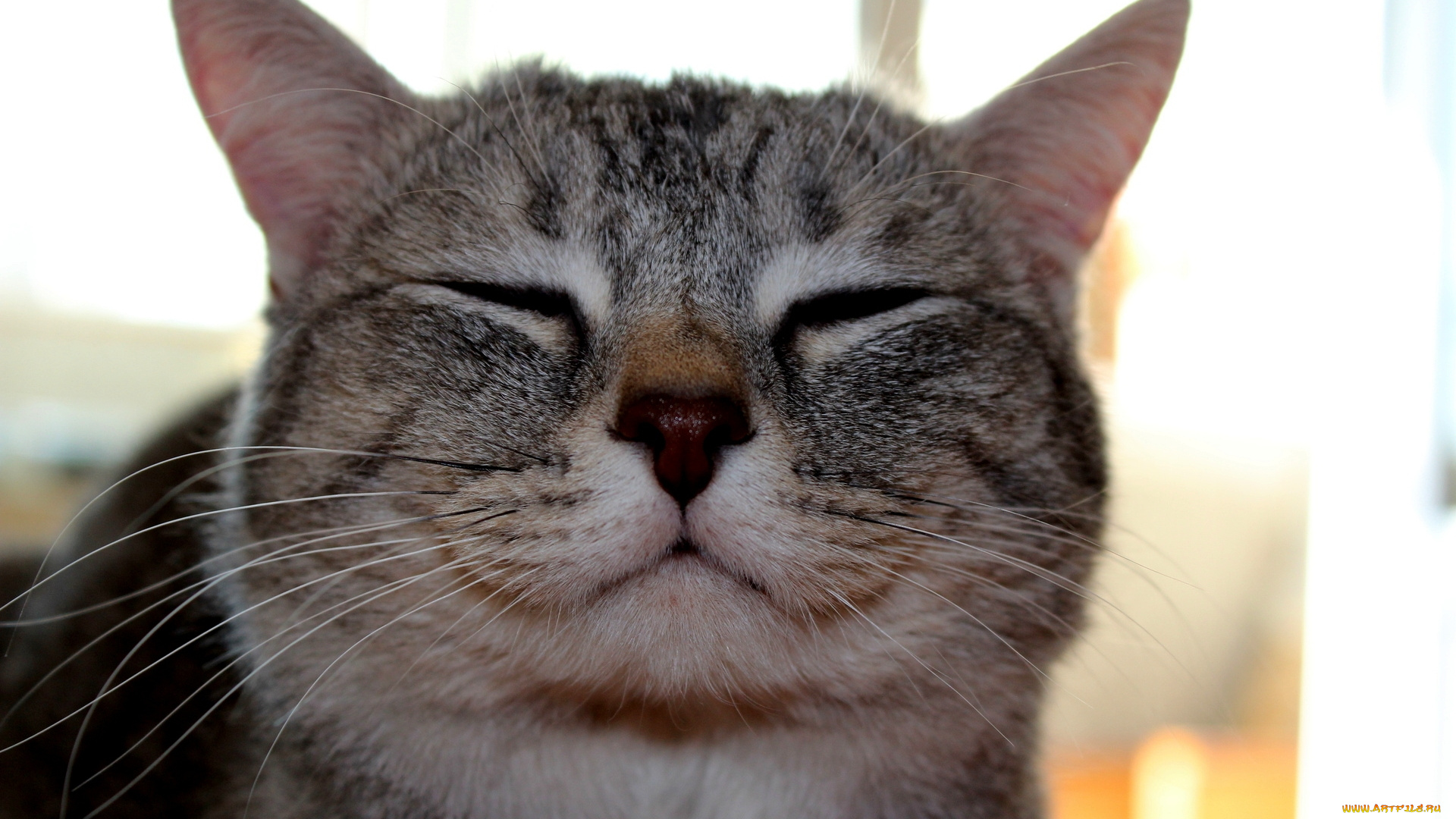 животные, коты, мордашка