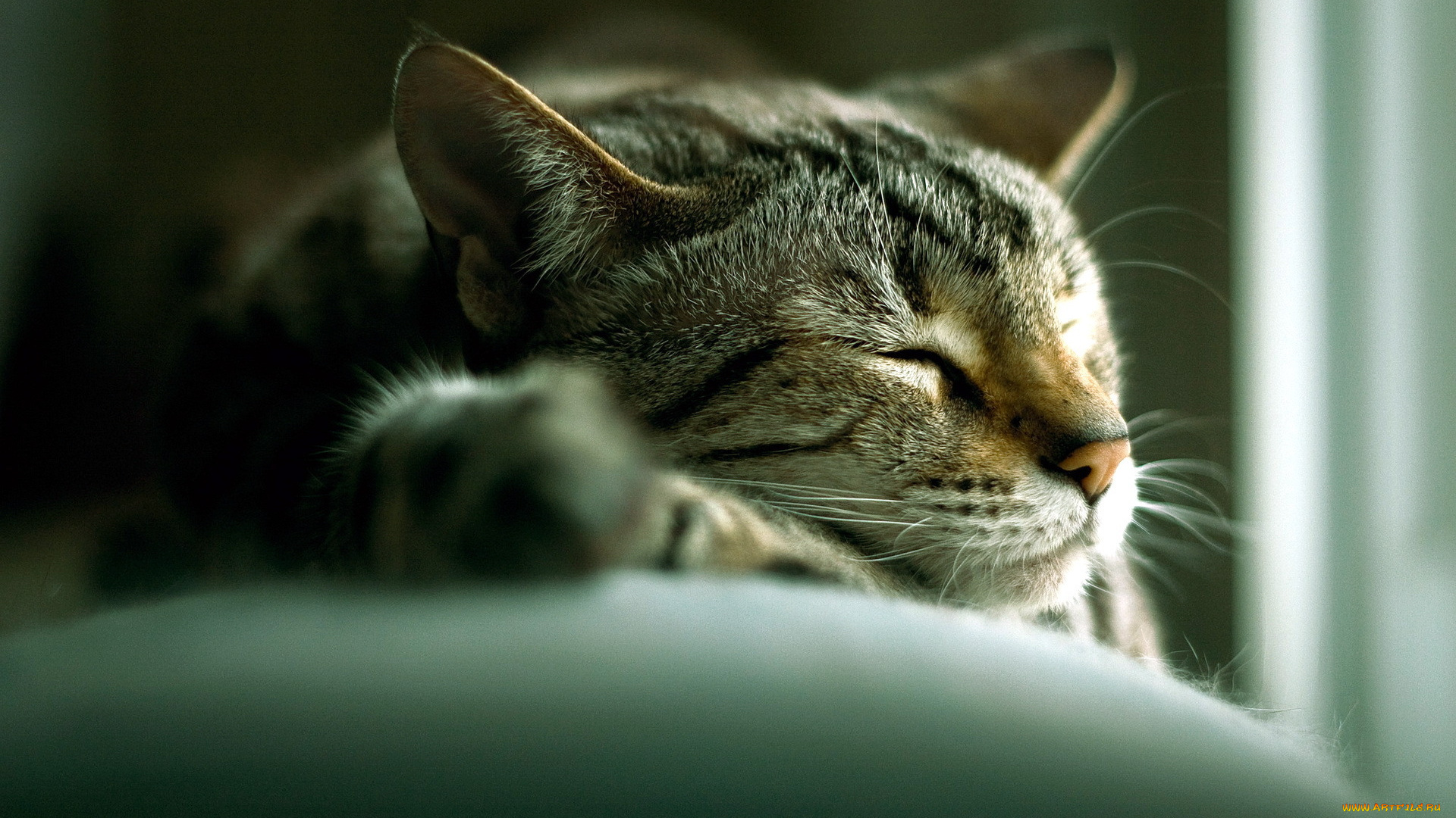 животные, коты, спящий, кот