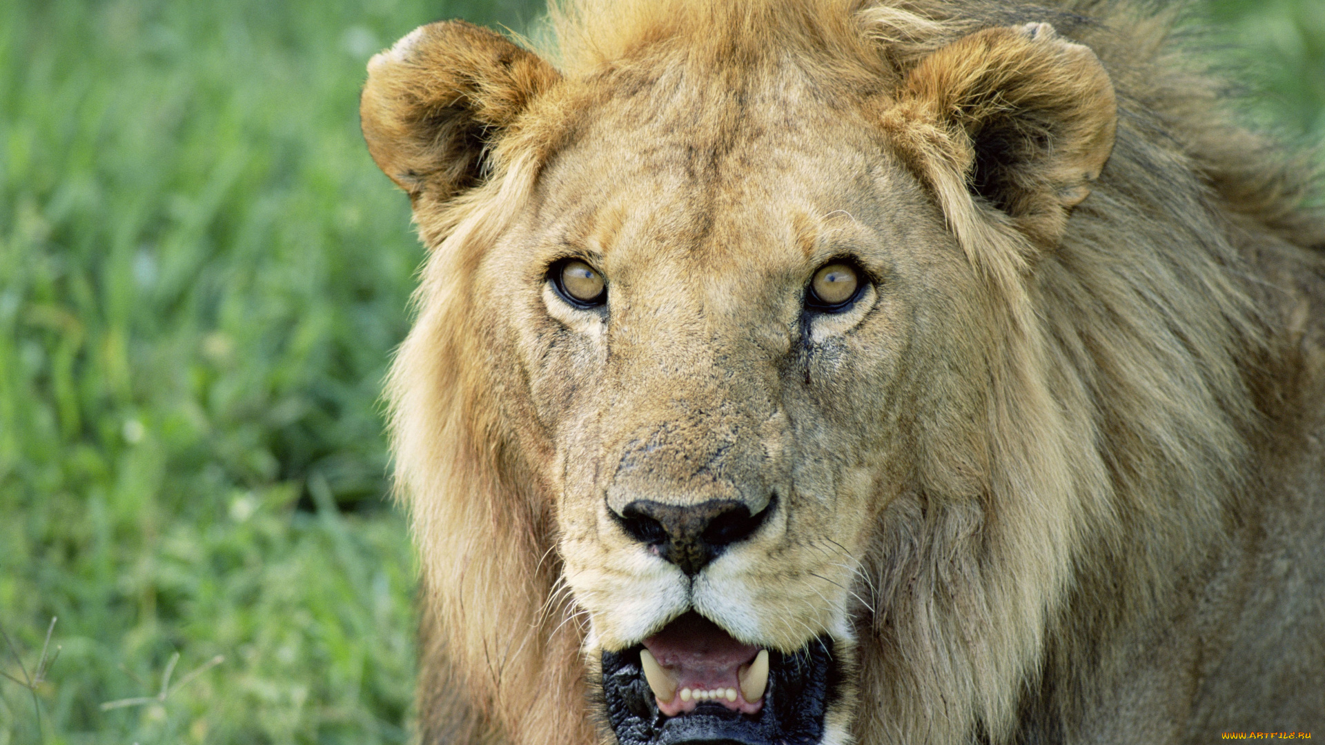 животные, львы, царь, зверей
