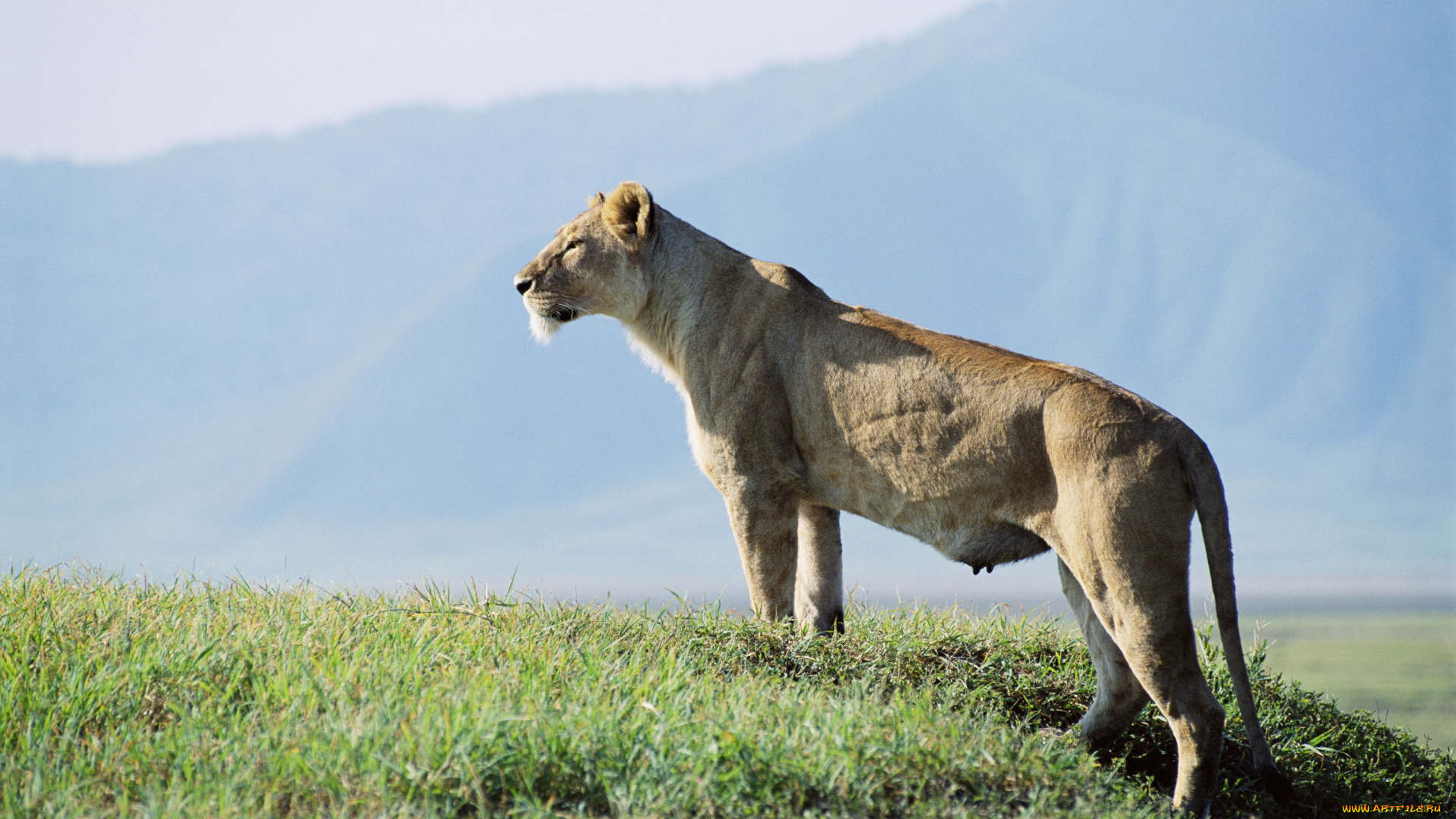 животные, львы, львица
