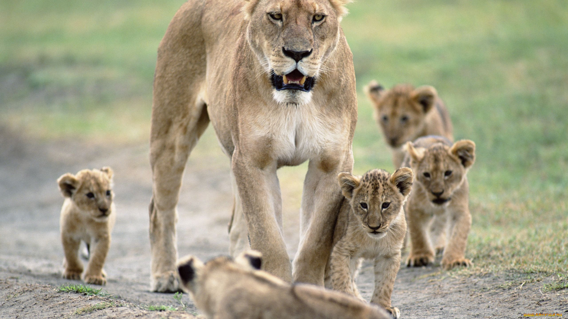 животные, львы, львица, львята, материнство