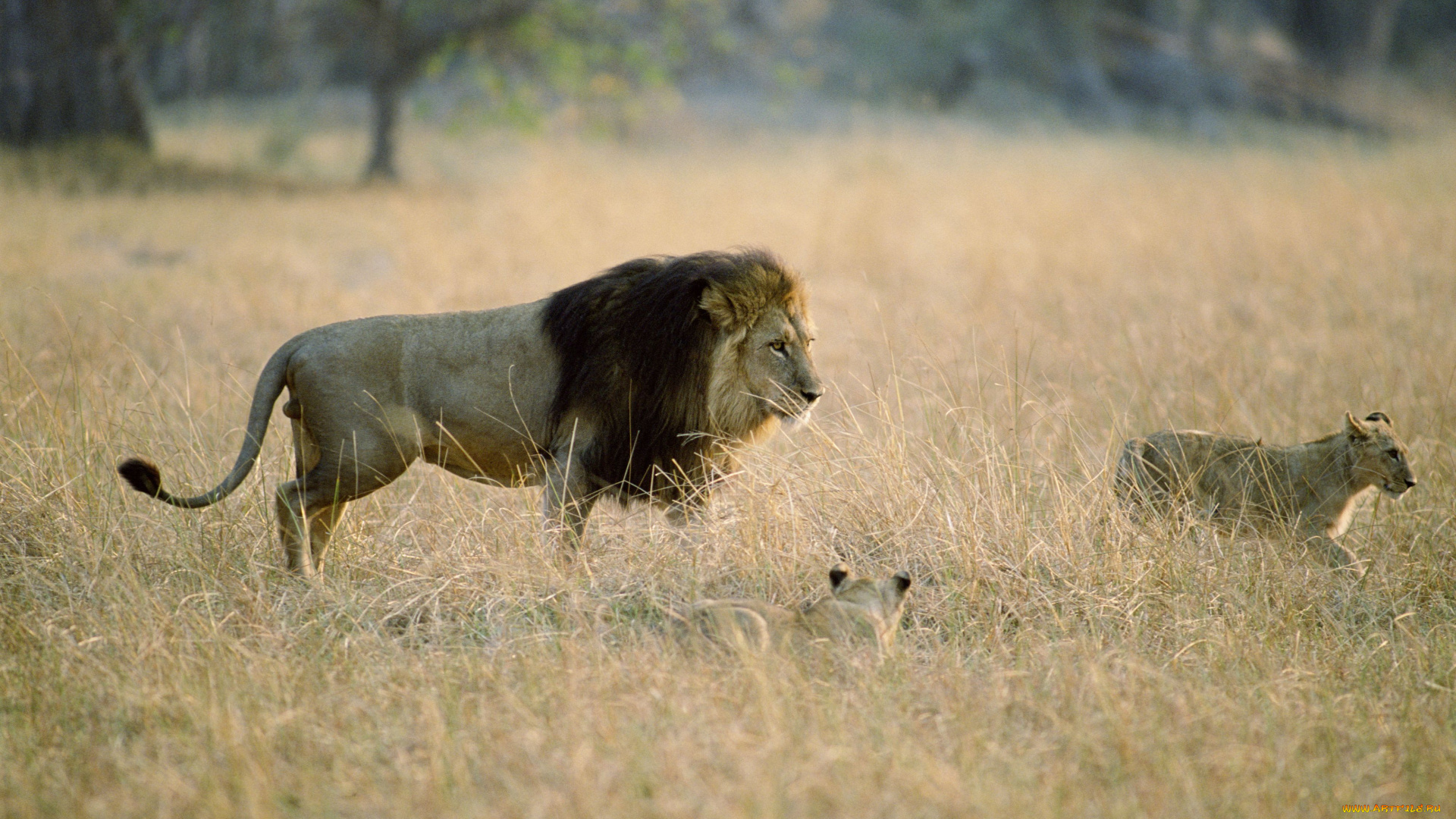 животные, львы, львята, царь, зверей, отцовство, саванна