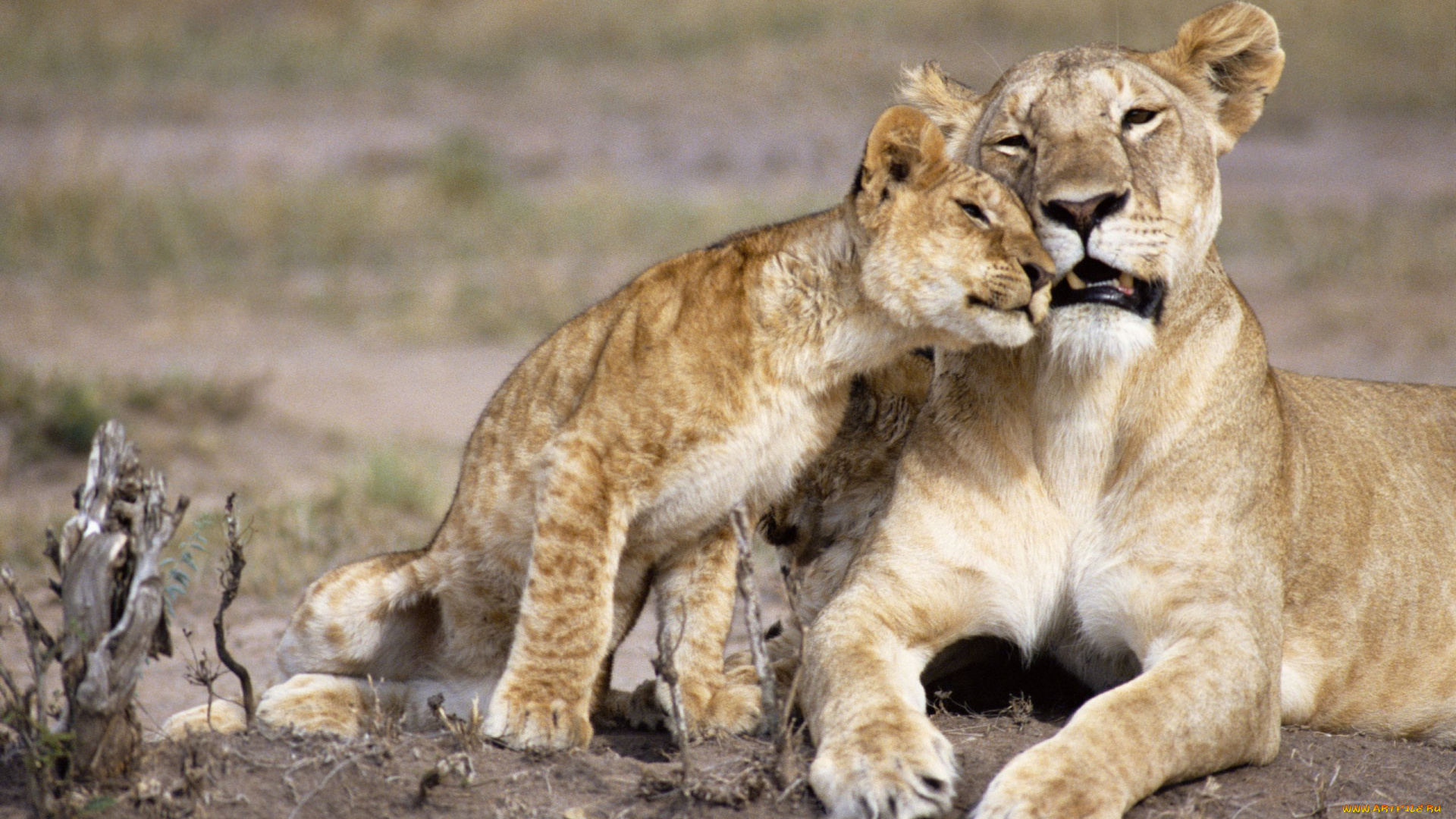животные, львы, материнство, львёнок, львица