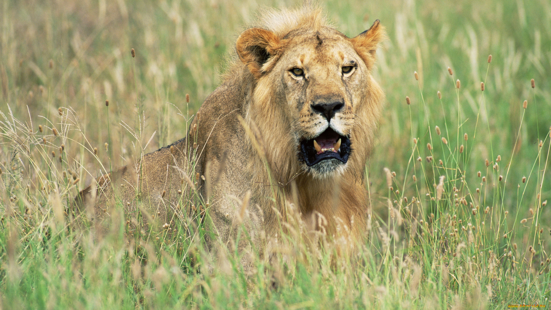животные, львы, саванна, царь, зверей
