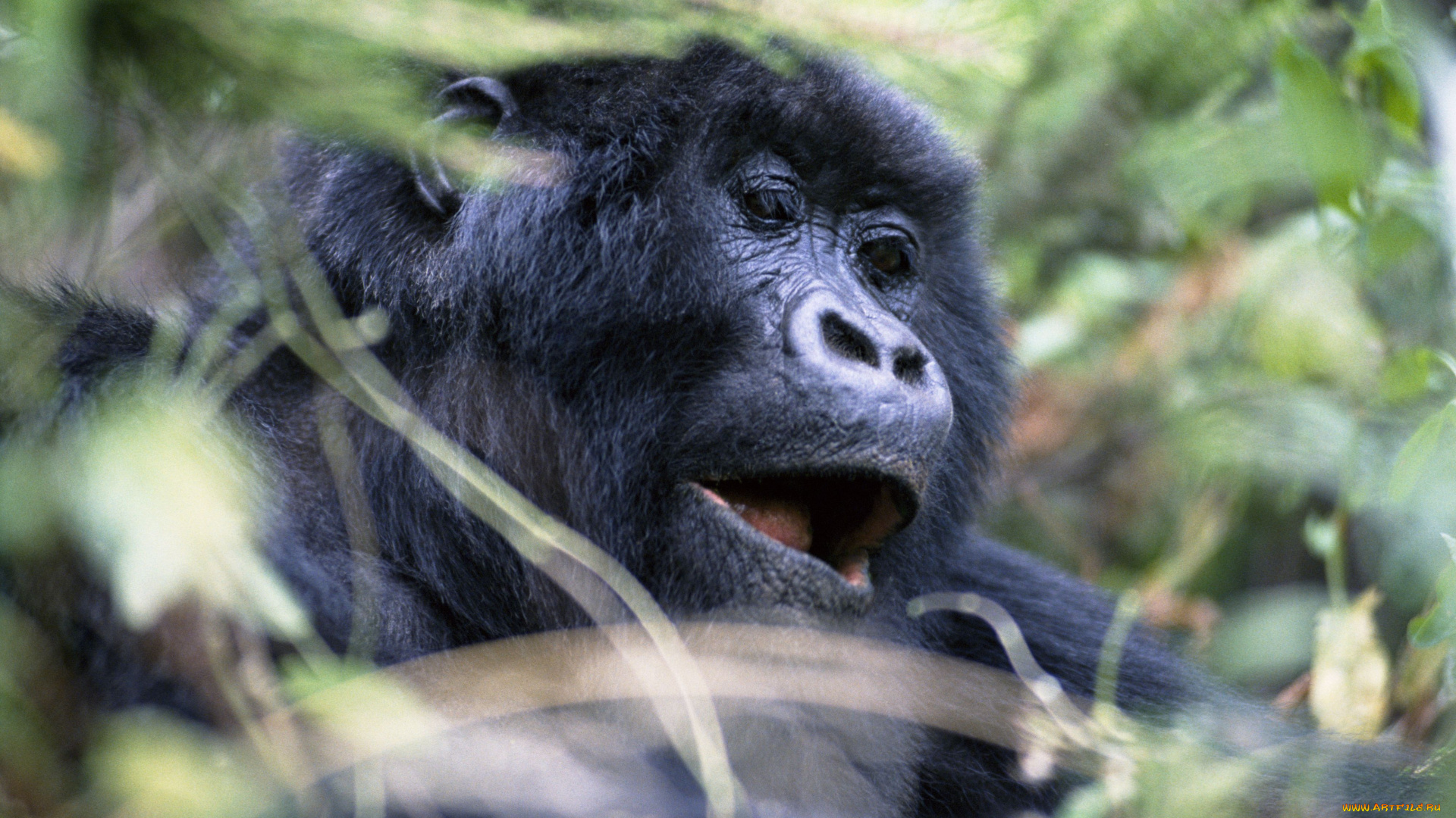 животные, обезьяны, примат