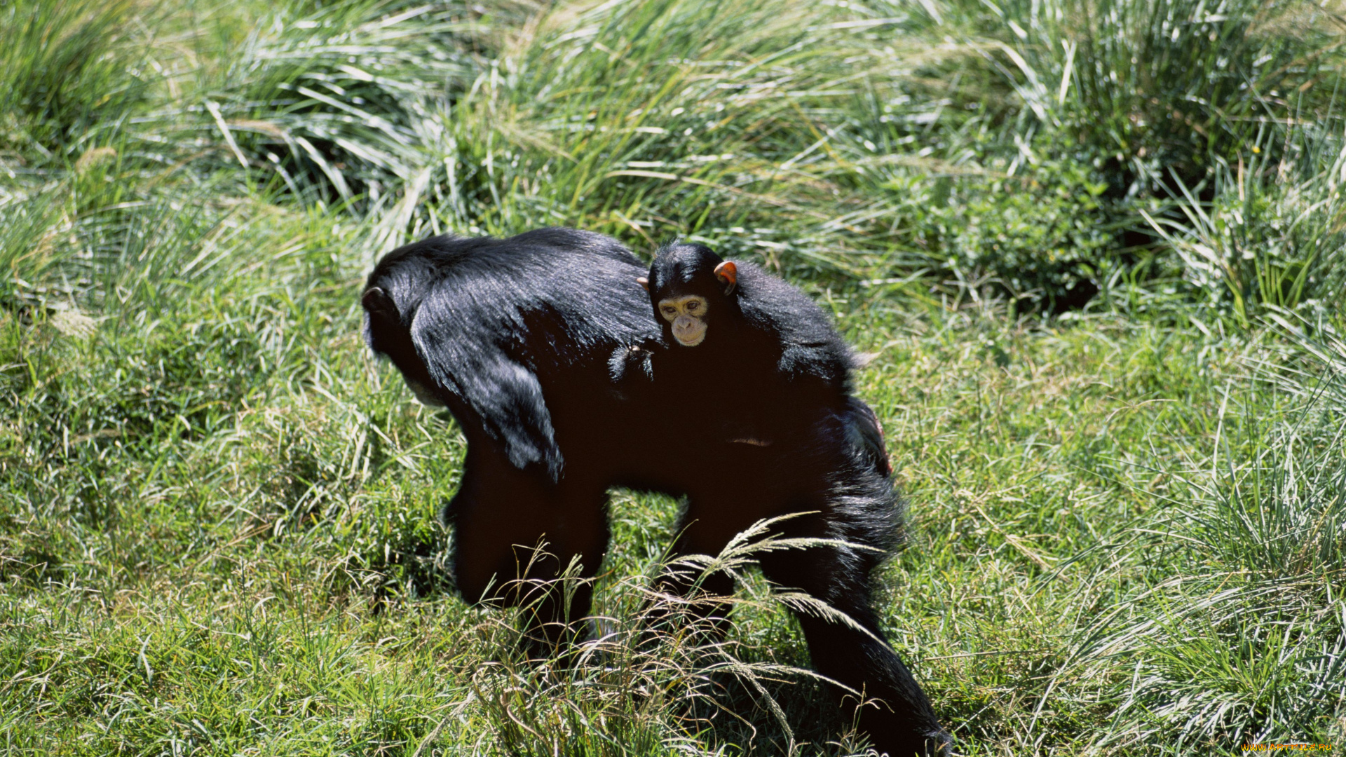 животные, обезьяны, саванна, детёныш, шимпанзе
