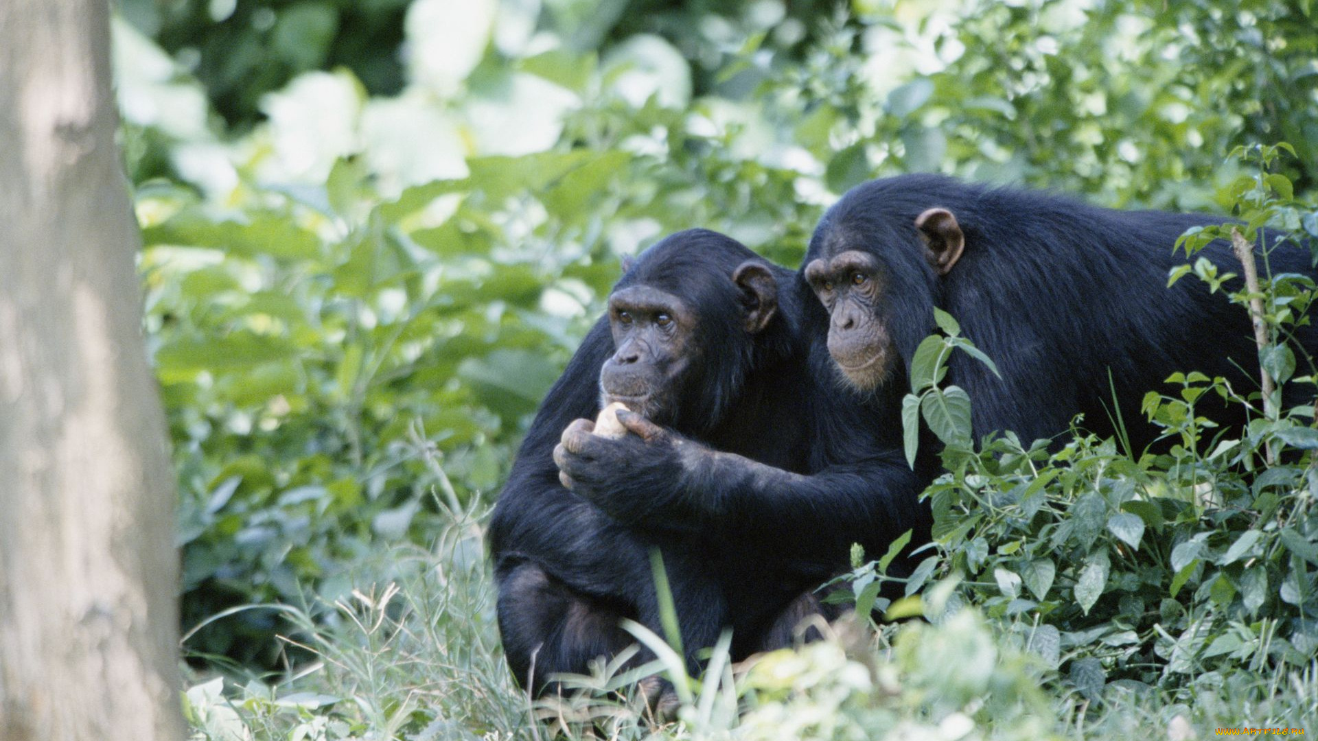 животные, обезьяны, шимпанзе