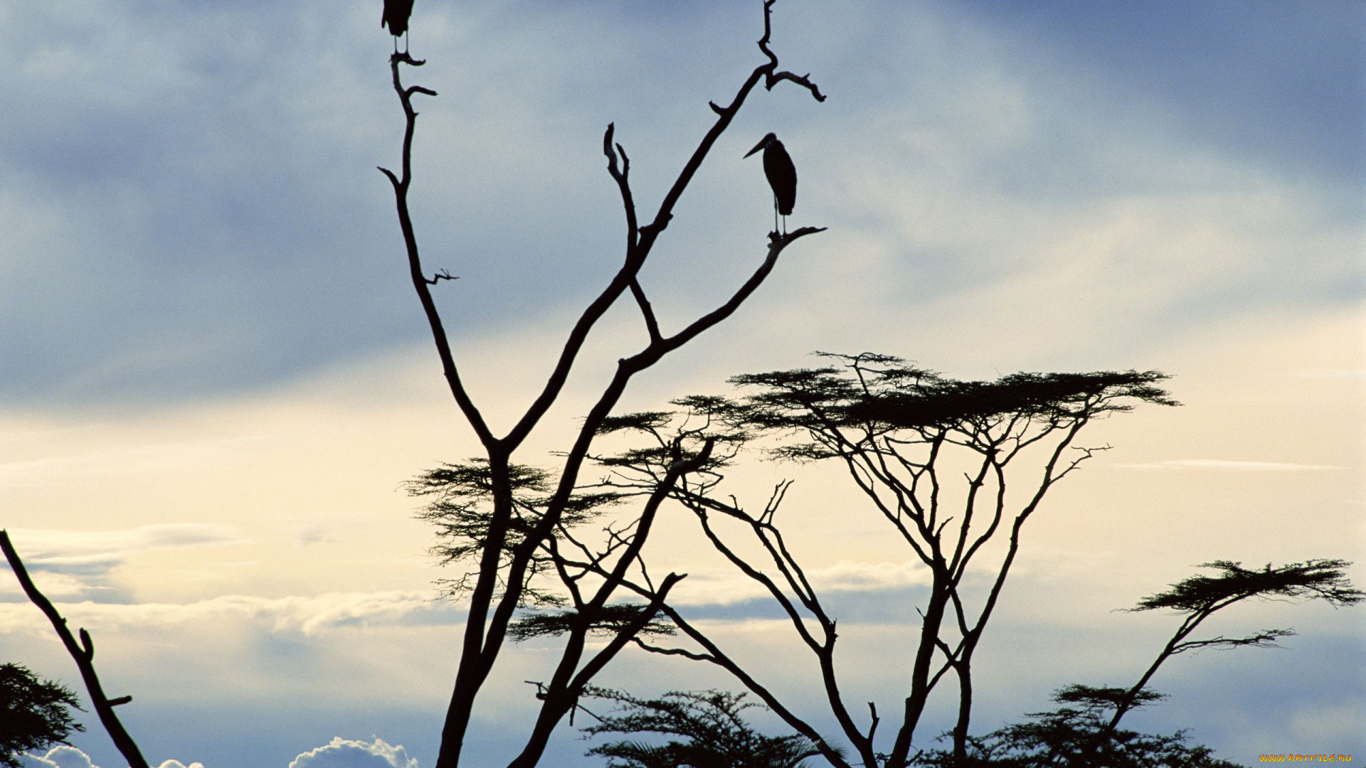 животные, птицы, дерево, марабу