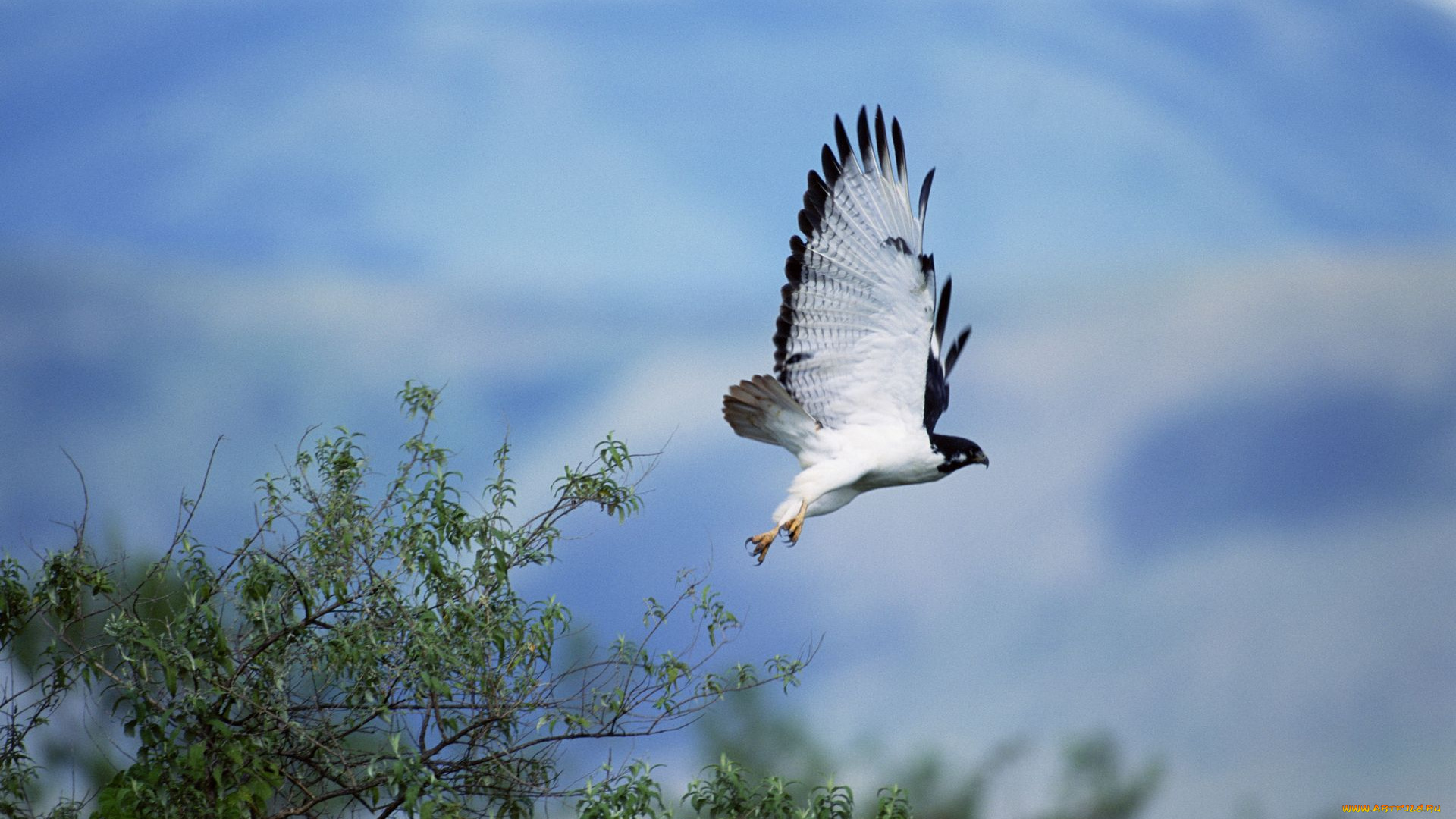 животные, птицы, хищники, полёт