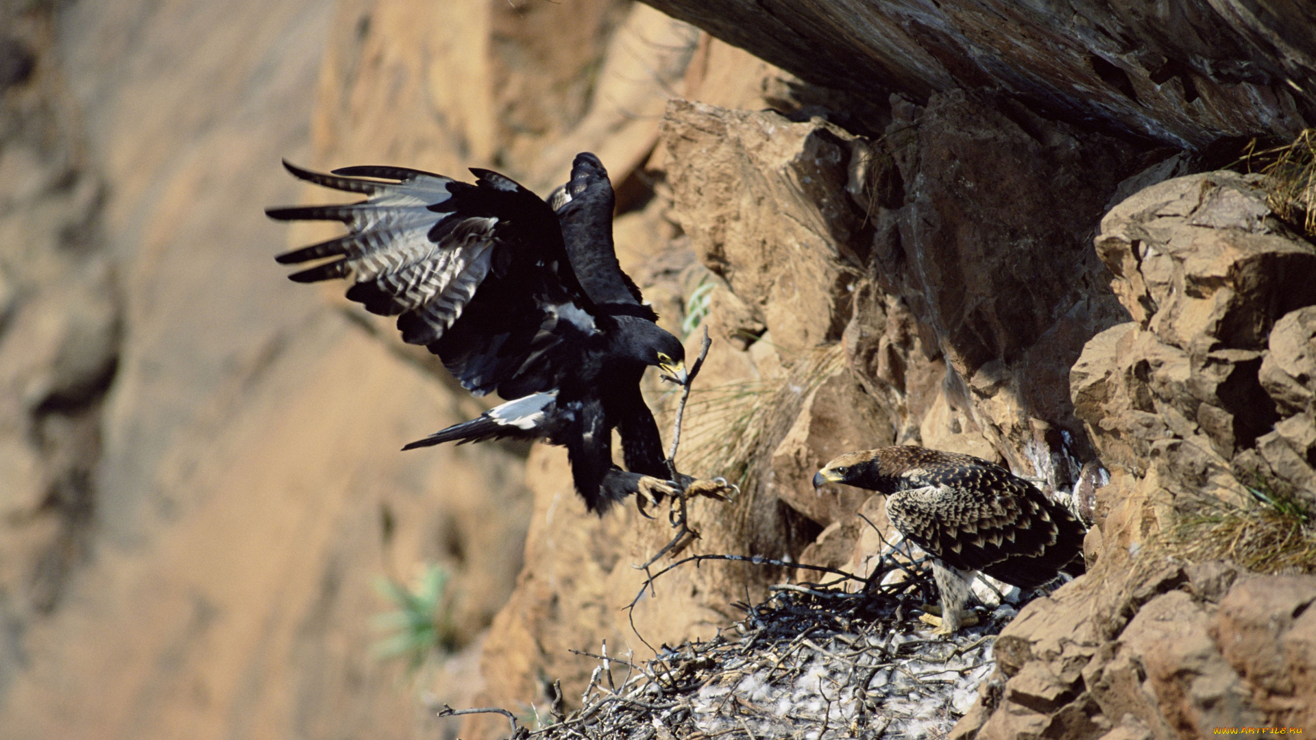 животные, птицы, хищники, скала, гнездо