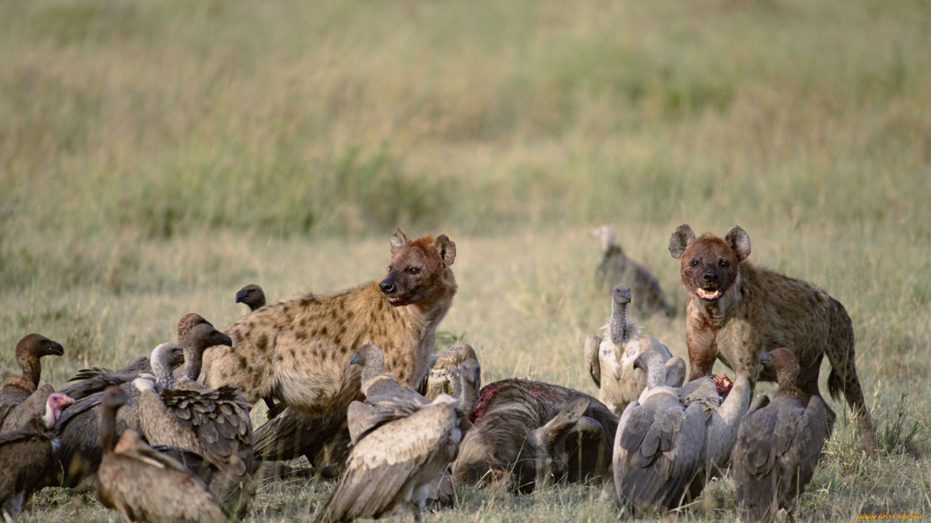 животные, разные, вместе, гиены, птицы, грифы, стервятники, саванна