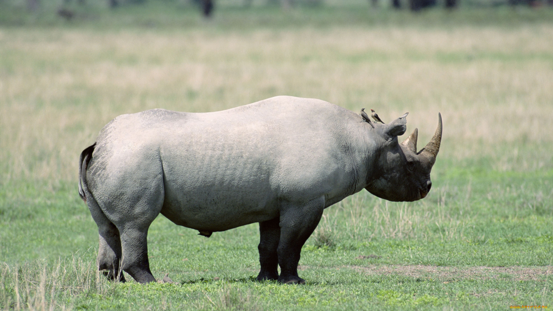 животные, разные, вместе, саванна, птицы, носорог