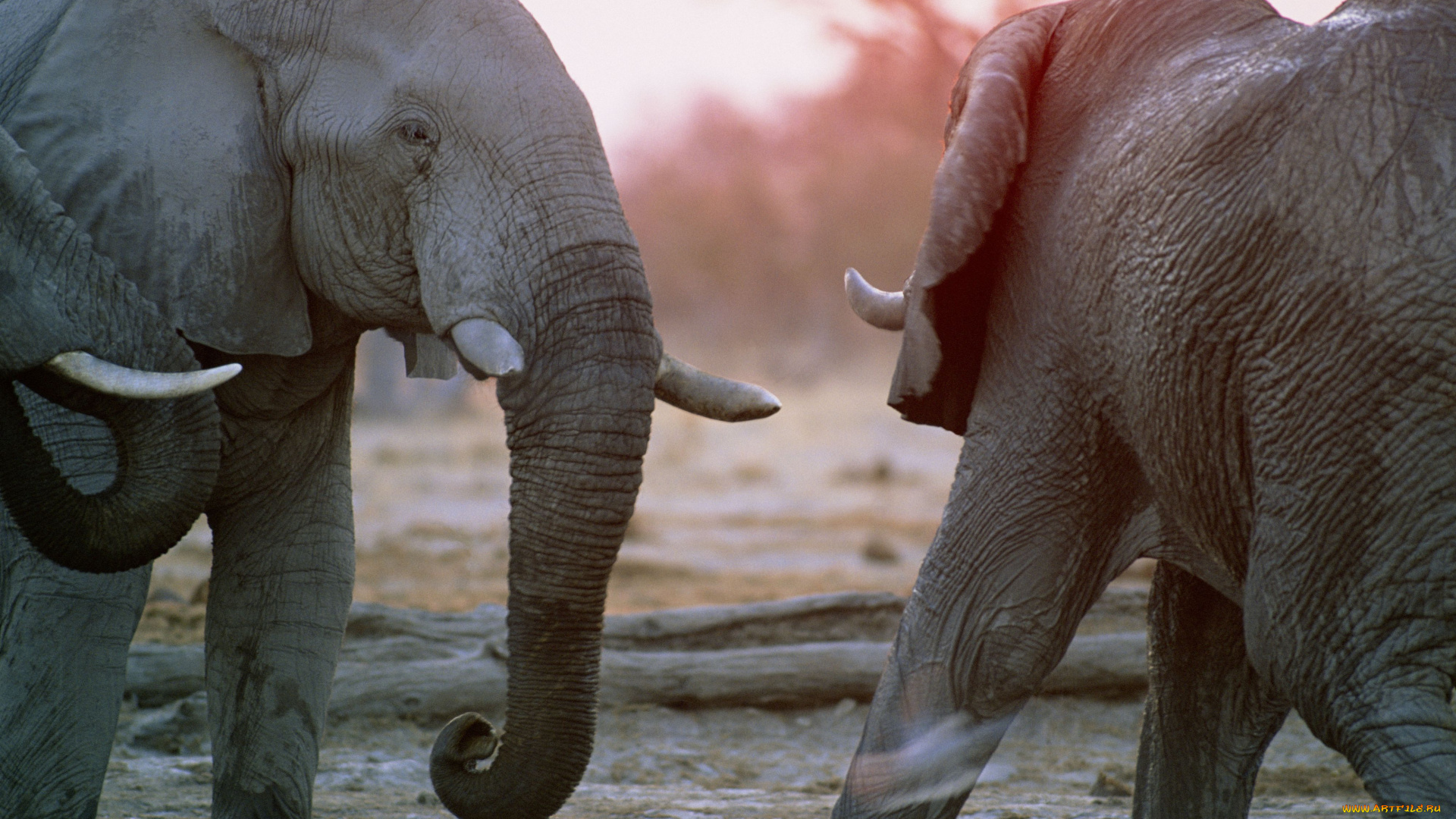 животные, слоны, африканские