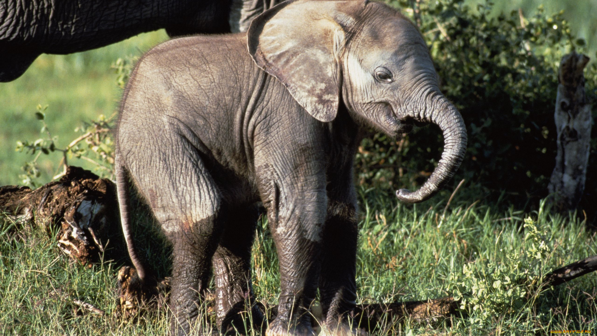 животные, слоны, слонёнок