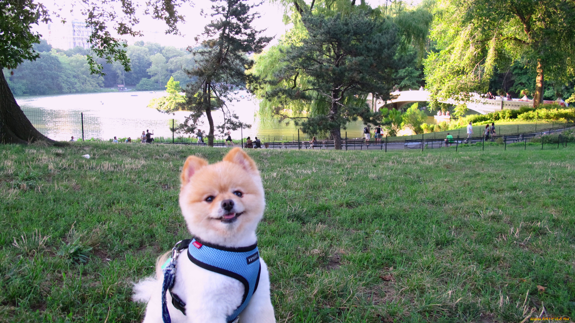 животные, собаки, шпиц