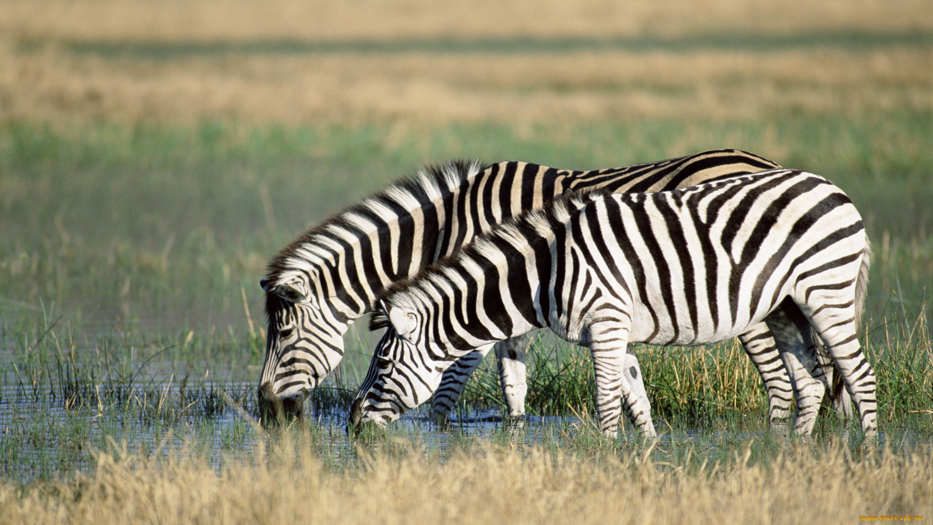 животные, зебры, водопой