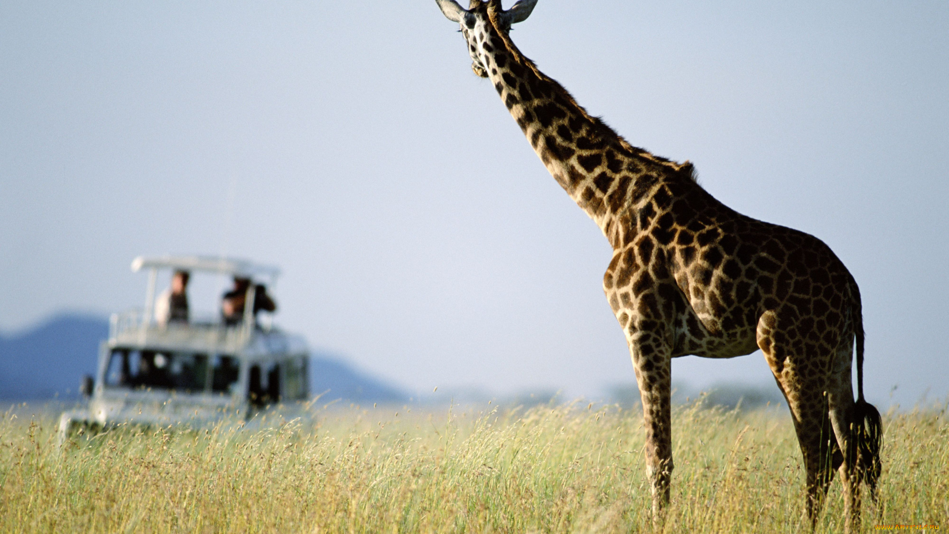 животные, жирафы, саванна