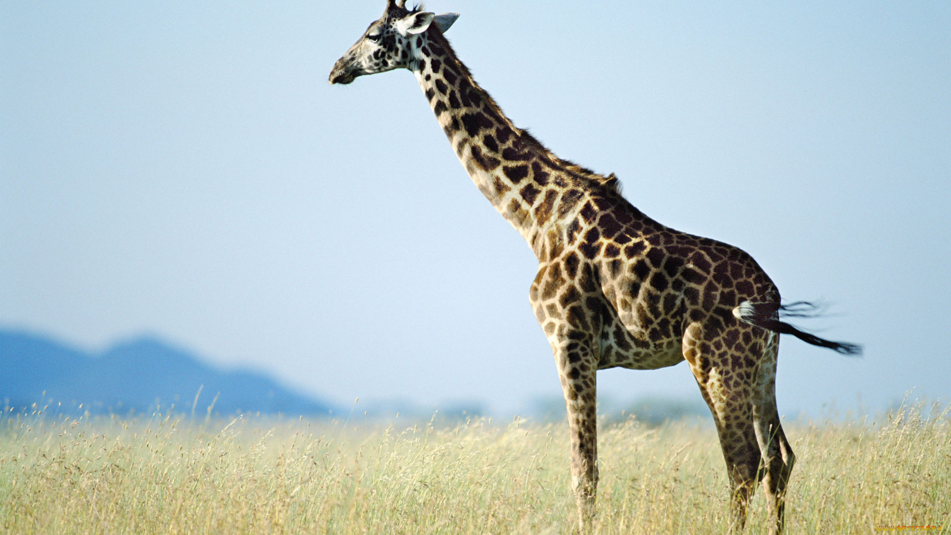 животные, жирафы, саванна