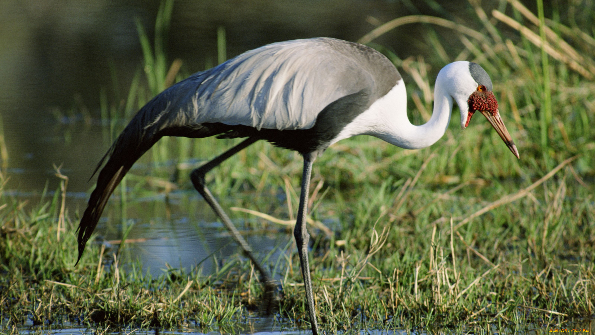 животные, журавли, серёжчатый, журавль, болото