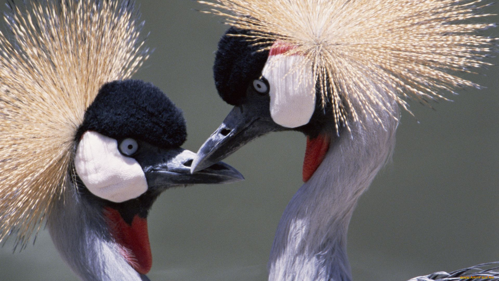 животные, журавли, венценосный, журавль