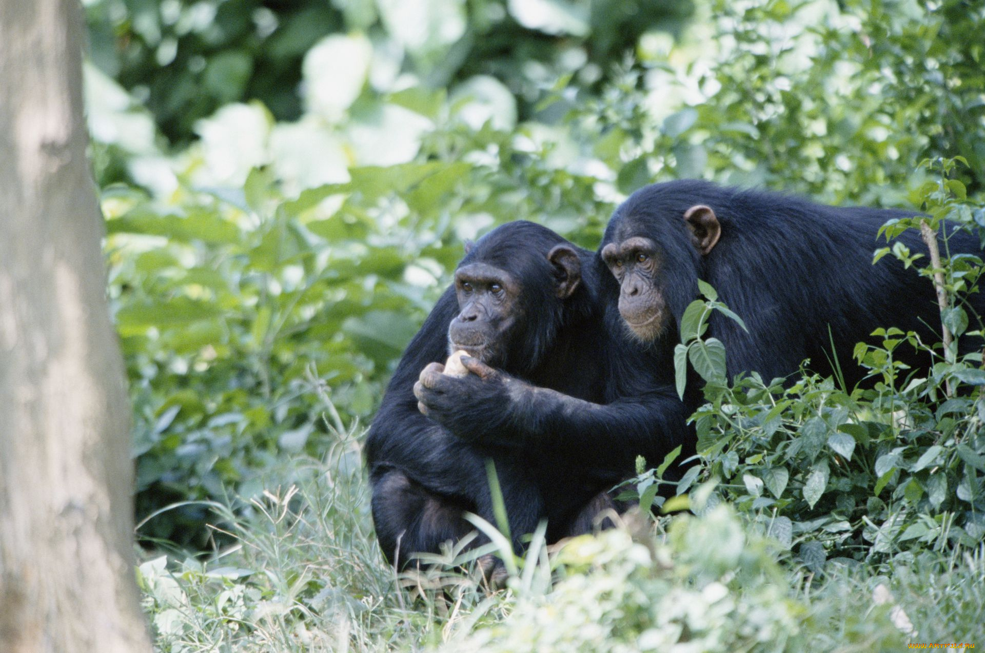 животные, обезьяны, шимпанзе