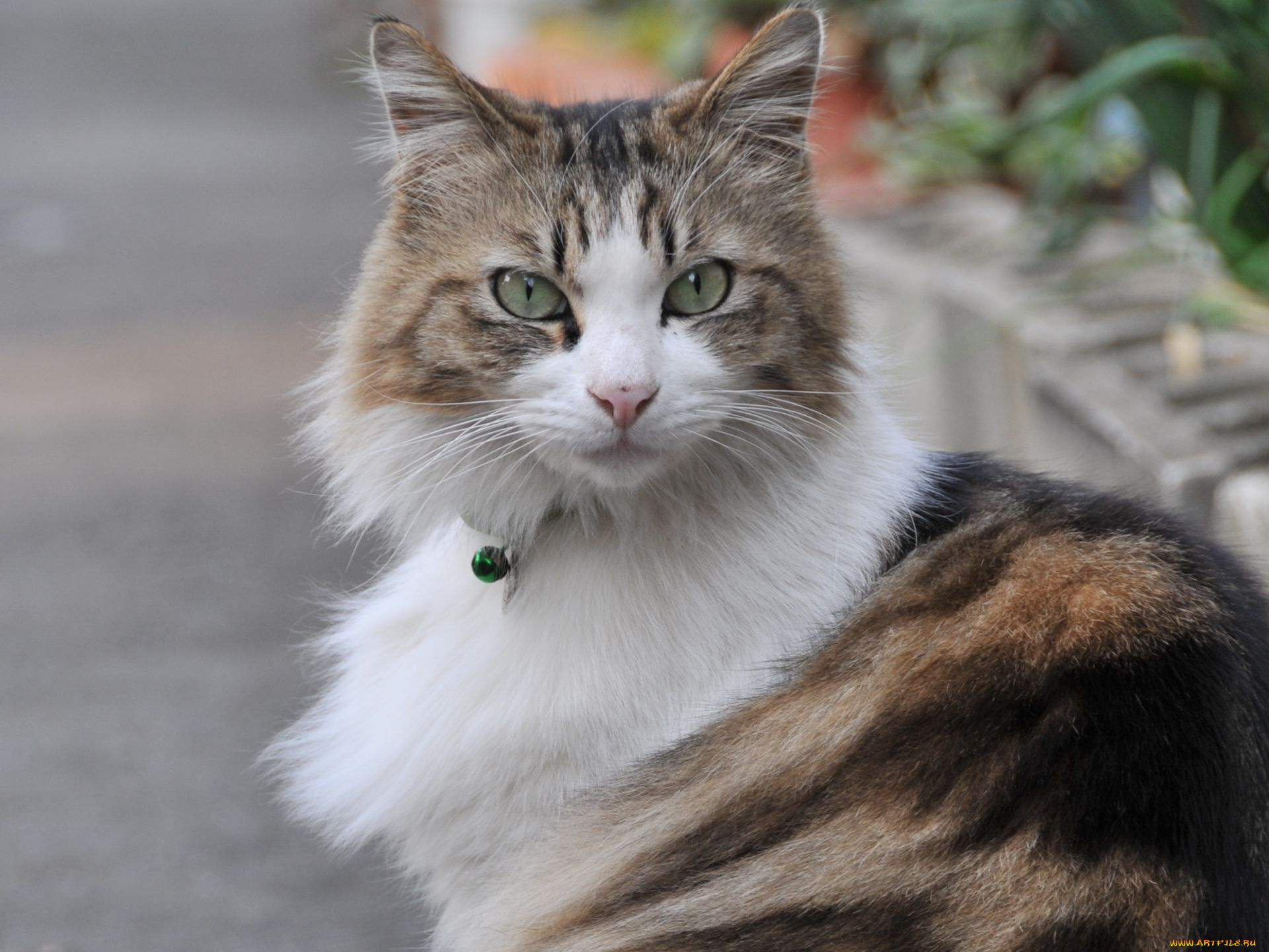 животные, коты, кошка