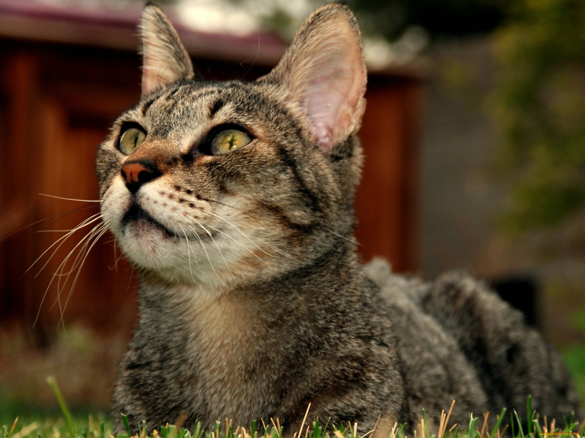 животные, коты, морда