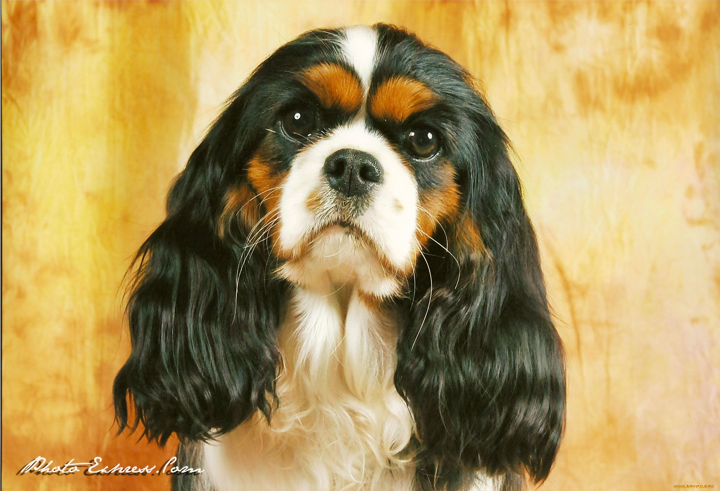 животные, собаки, спаниель