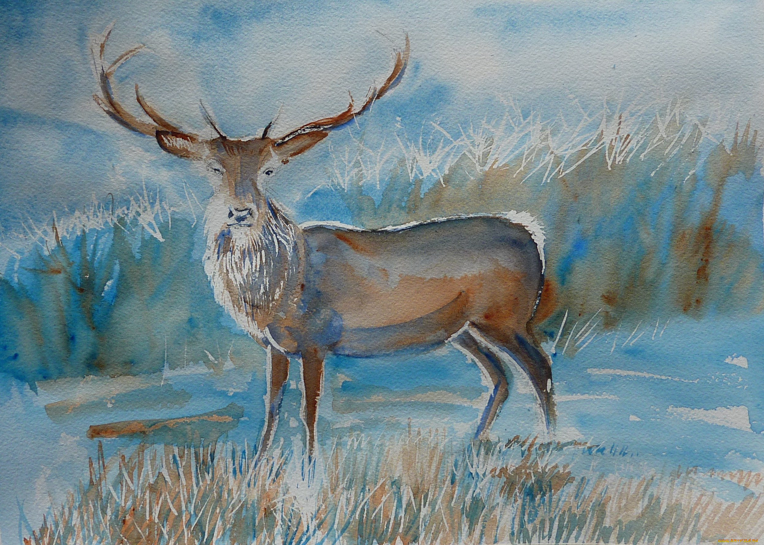 chrissy, marie, рисованные, олень