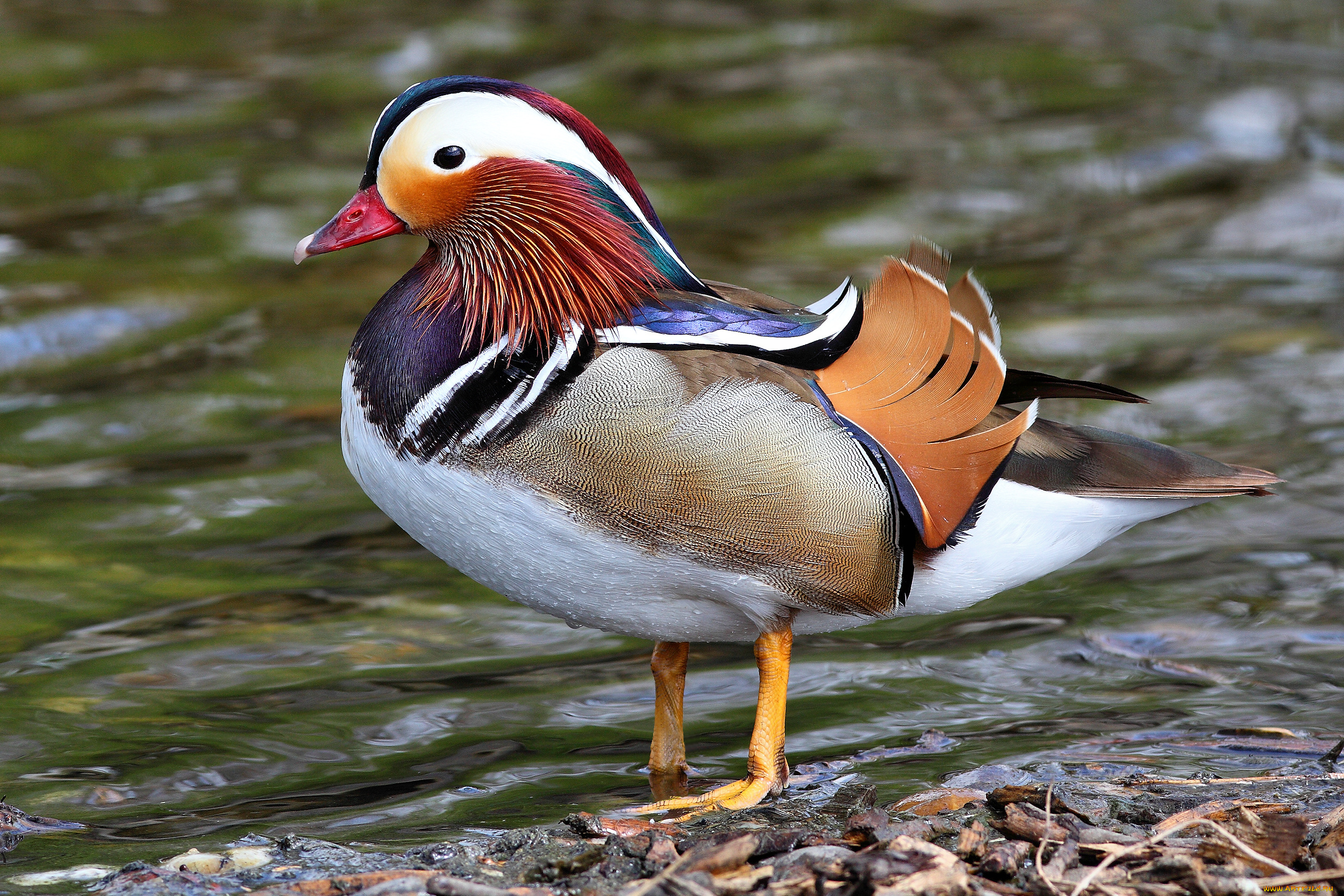 животные, утки, утка, вода