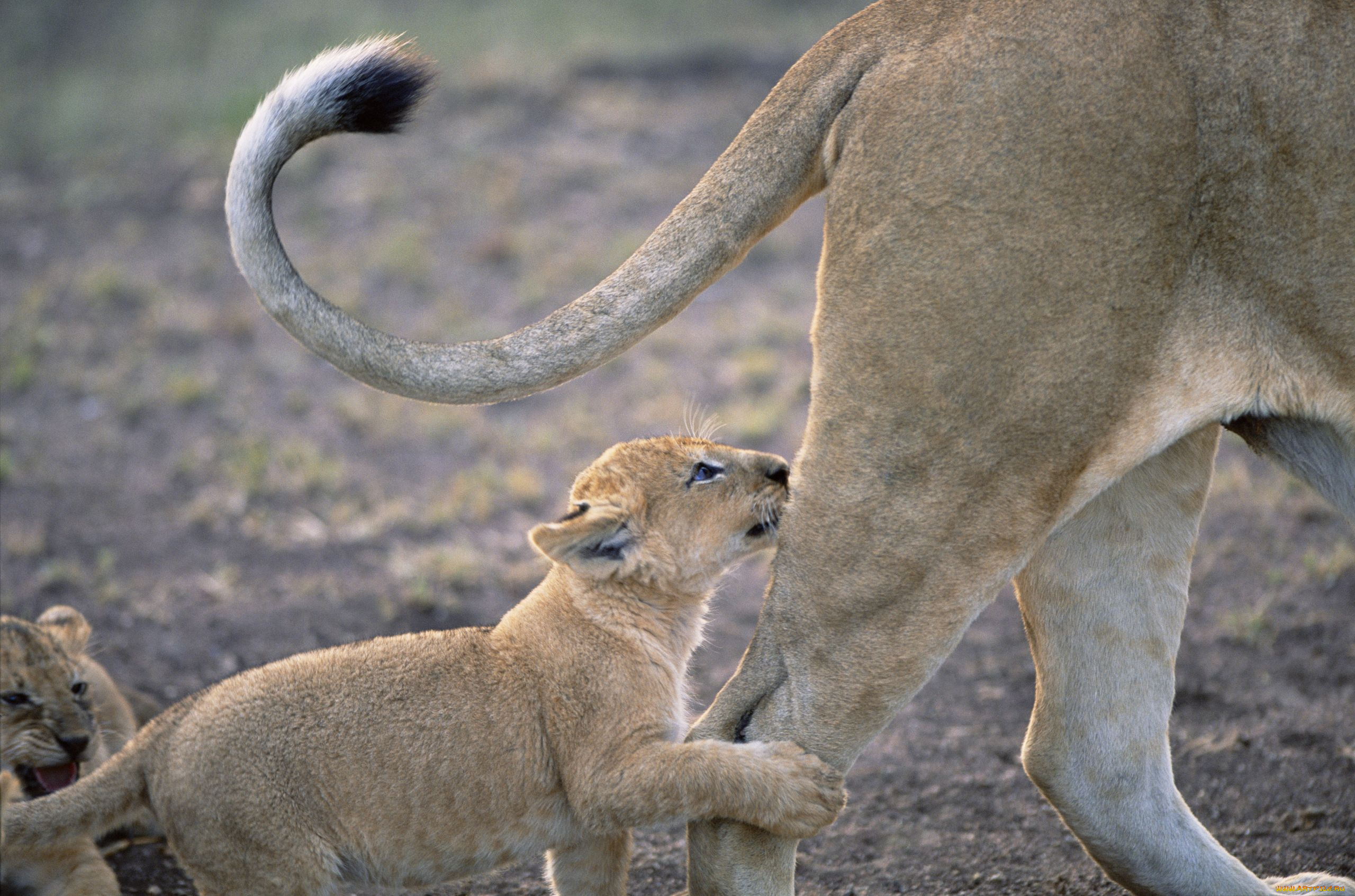 животные, львы, львёнок