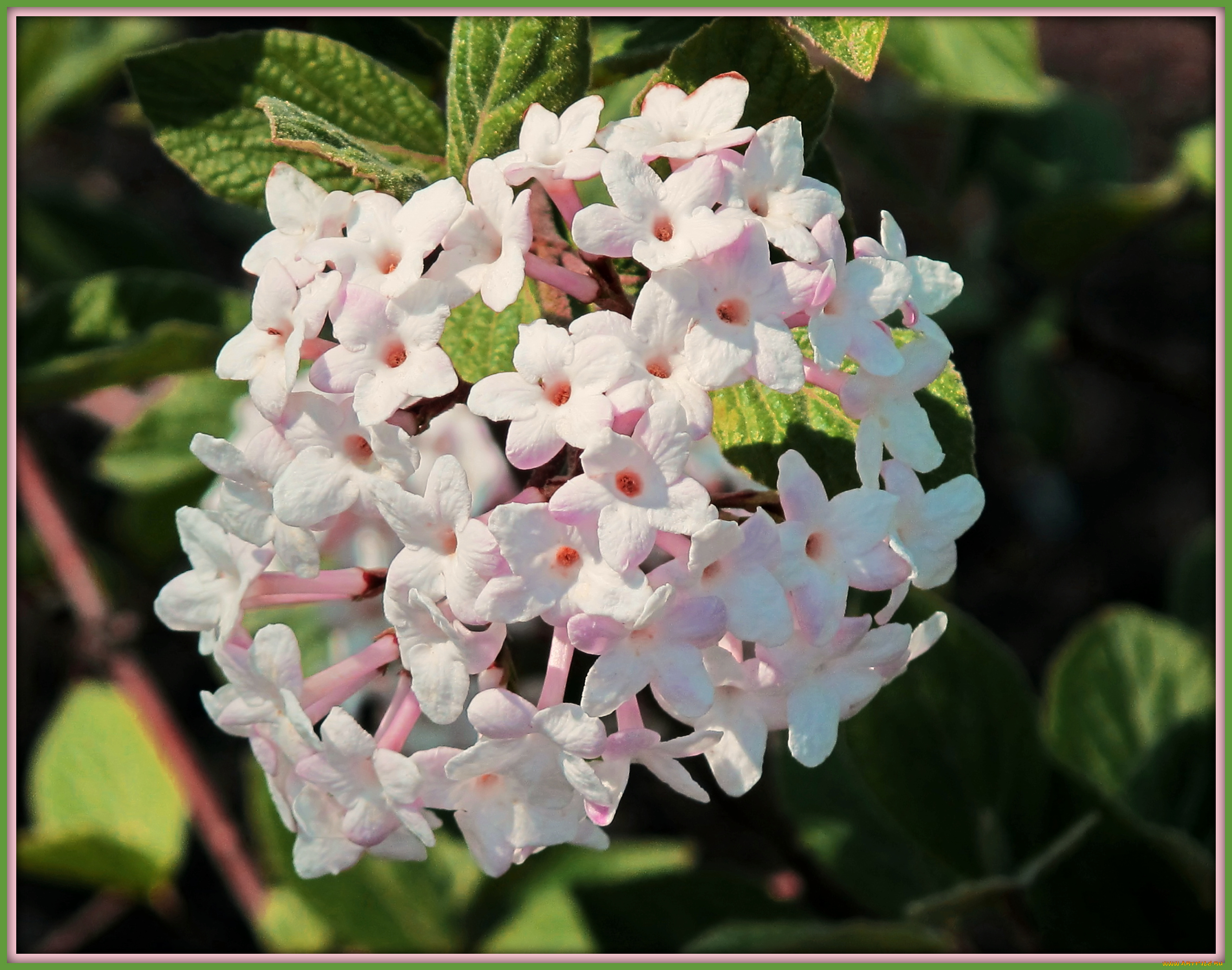 цветы, лантана, вербена, белые, много