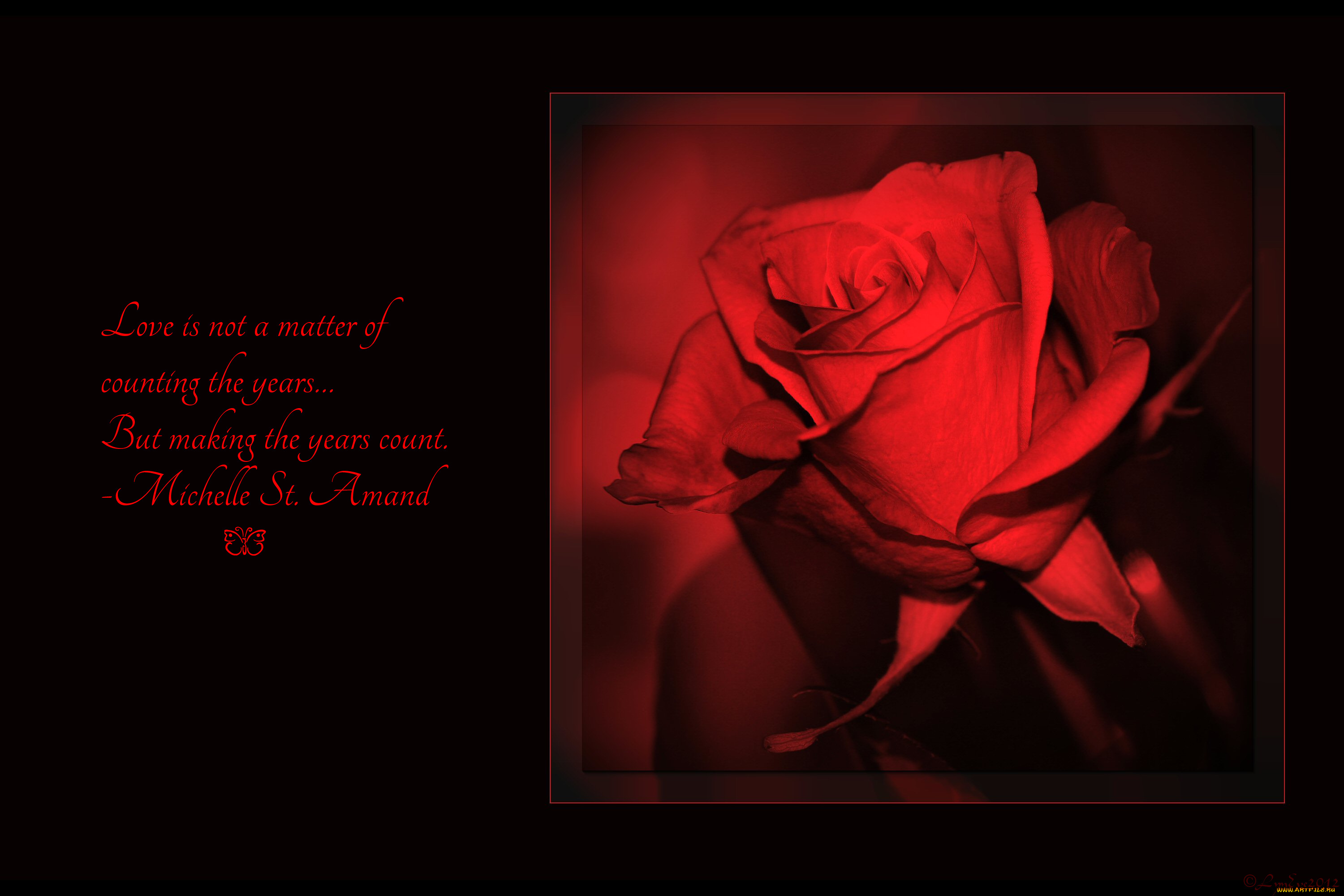 цветы, розы, роза