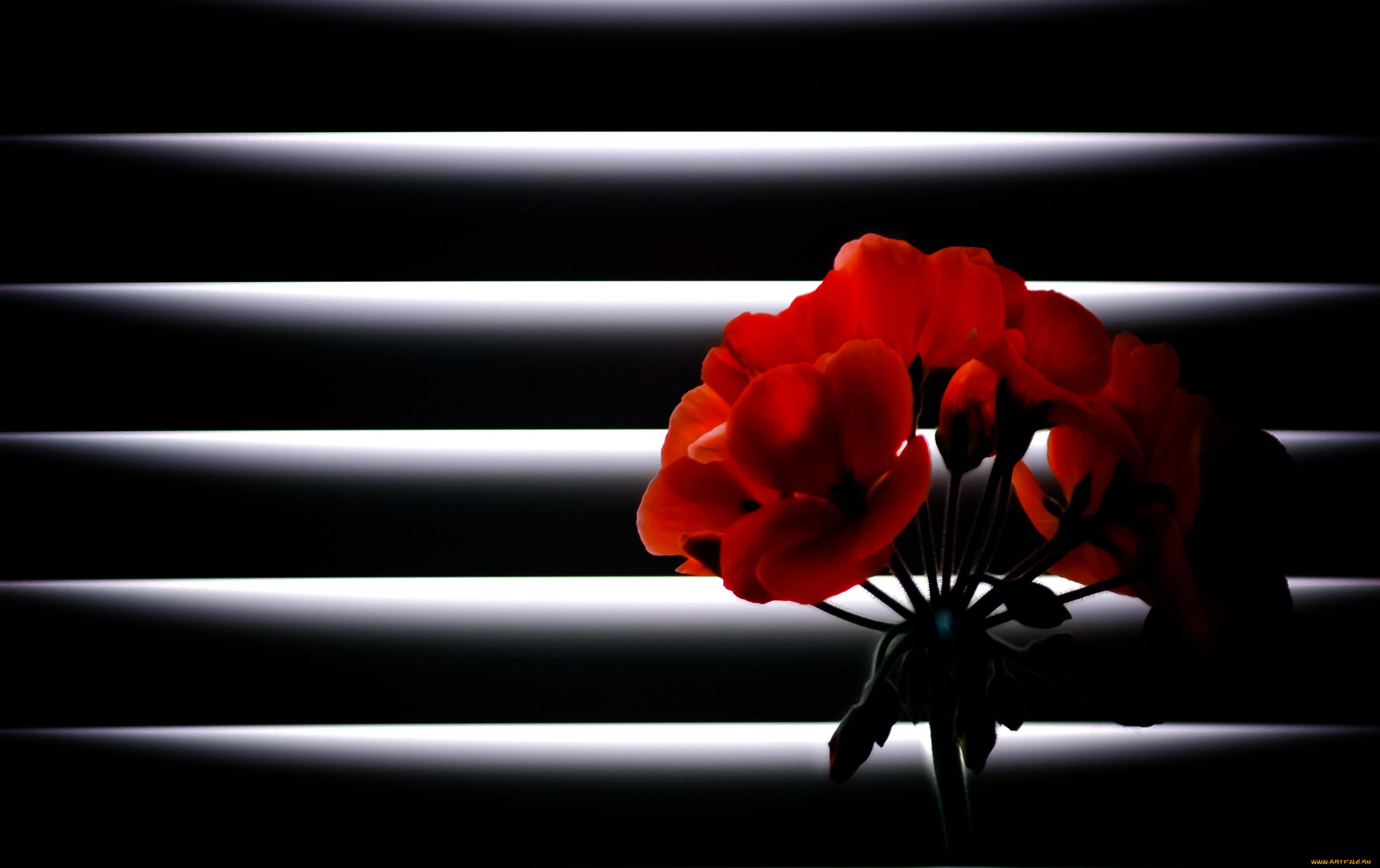 цветы, герань, ночь, цветок, лучи, света