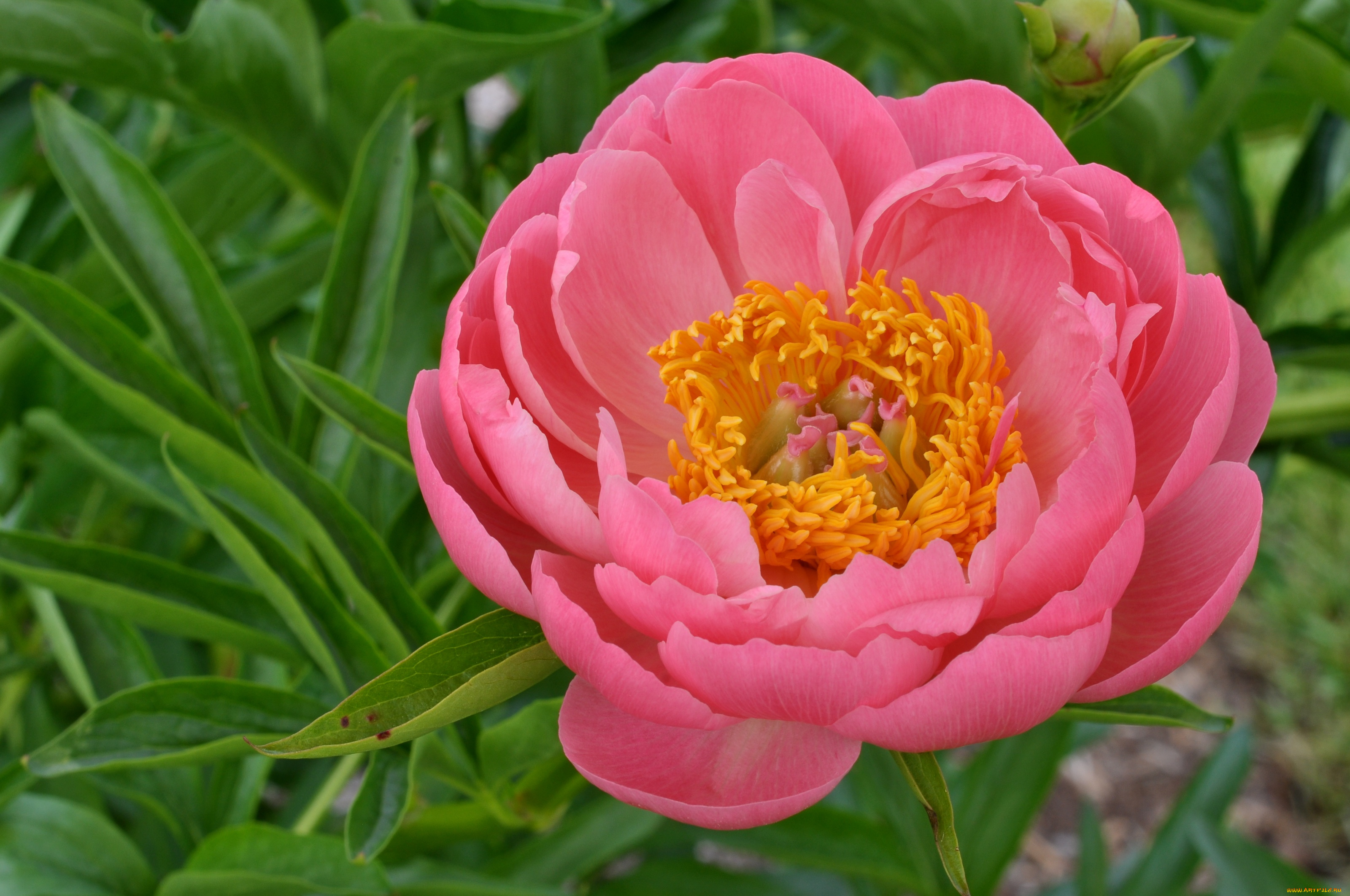 цветы, пионы, розовый, бутон, лепестки