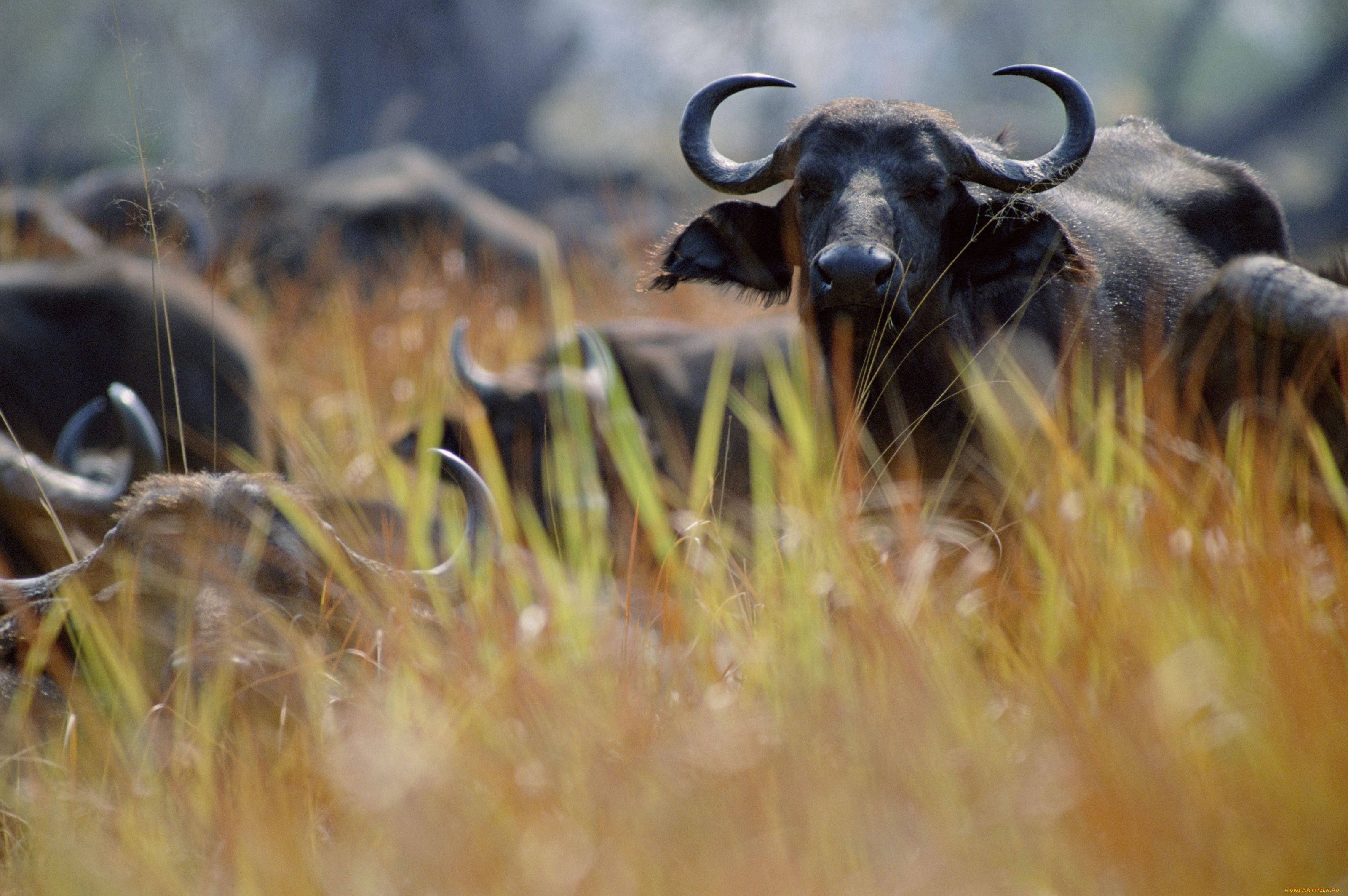 животные, коровы, буйволы, буйвол