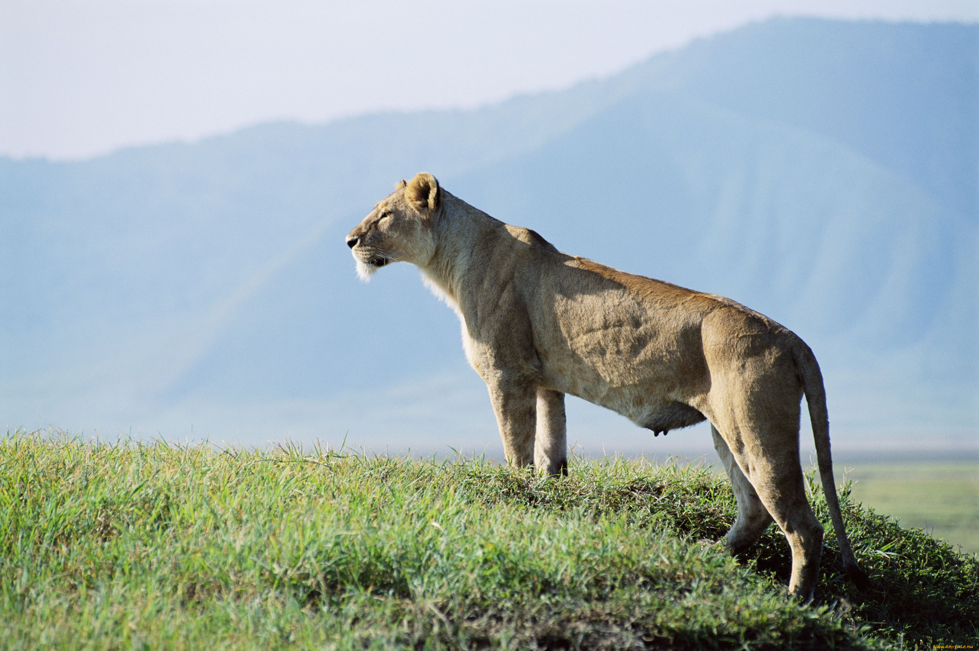животные, львы, львица