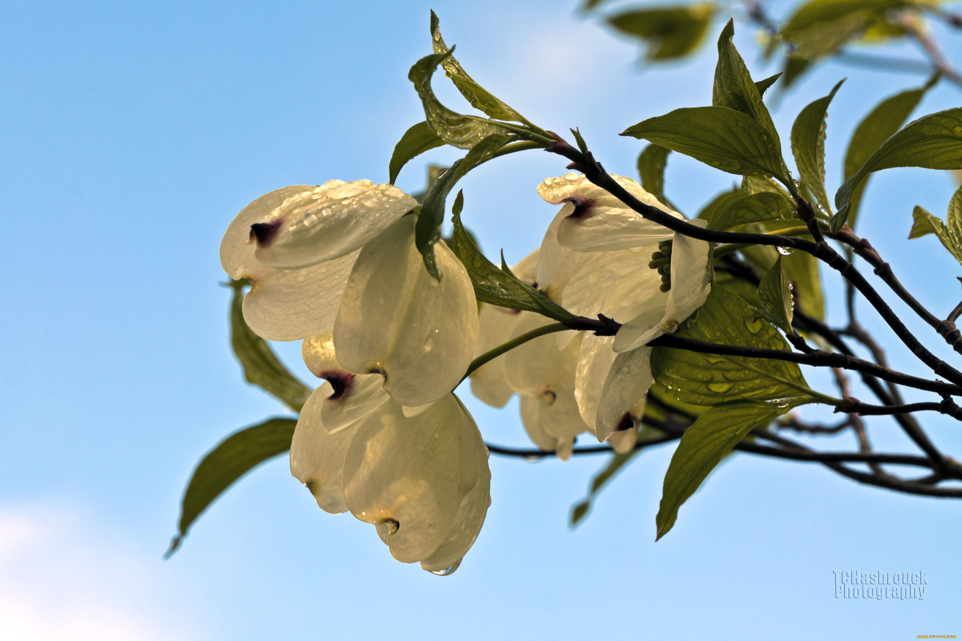 цветы, кизил, ветка