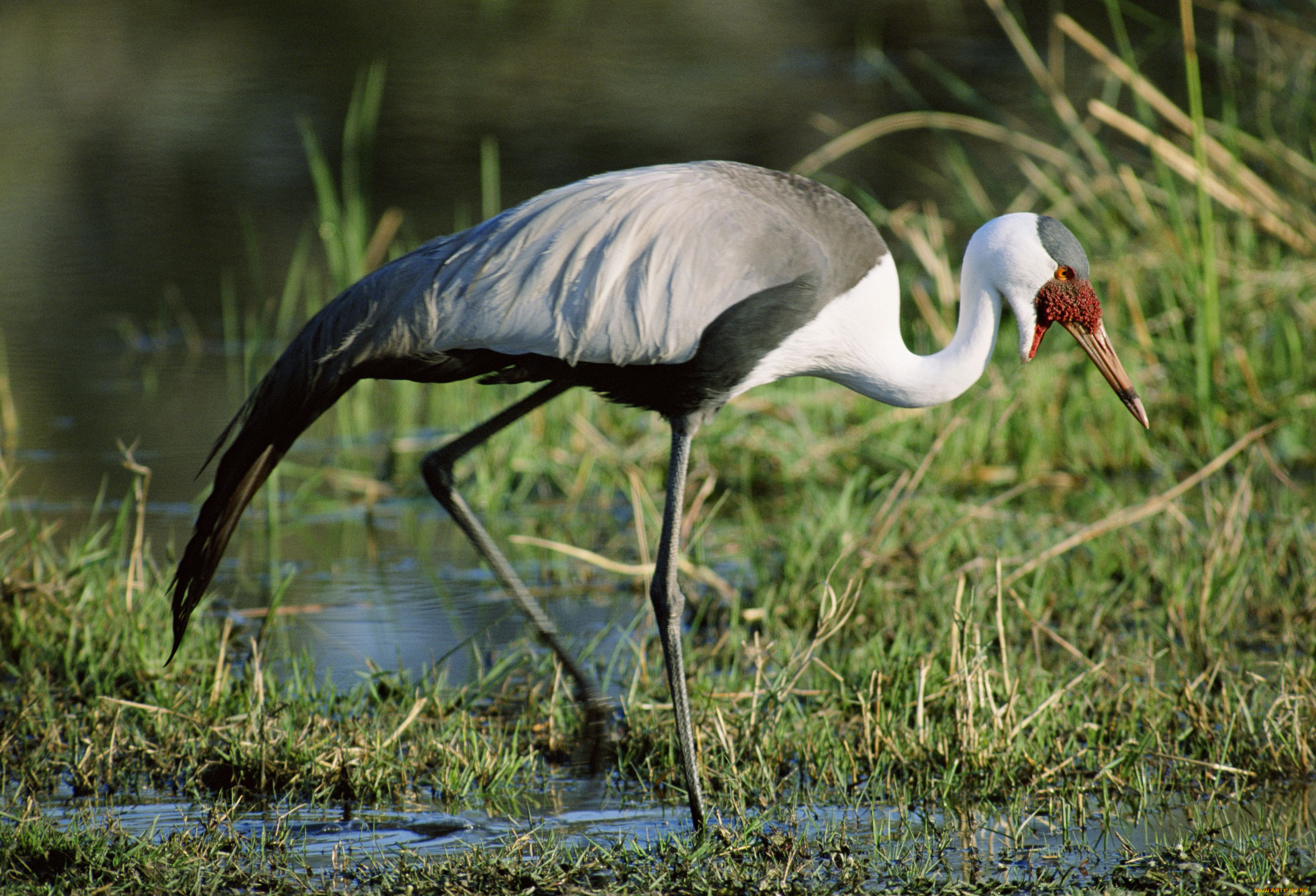 животные, журавли, серёжчатый, журавль, болото