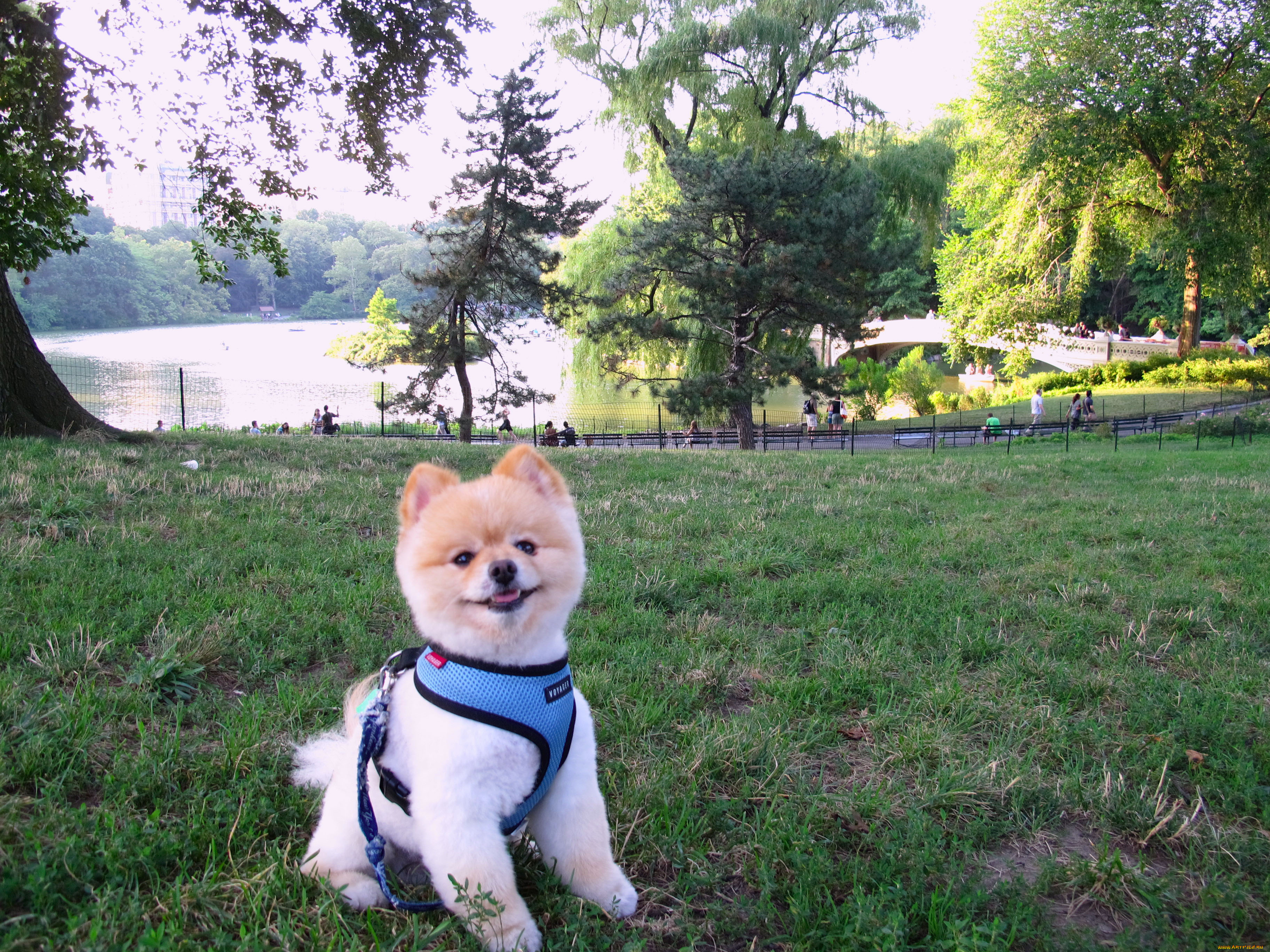 животные, собаки, шпиц