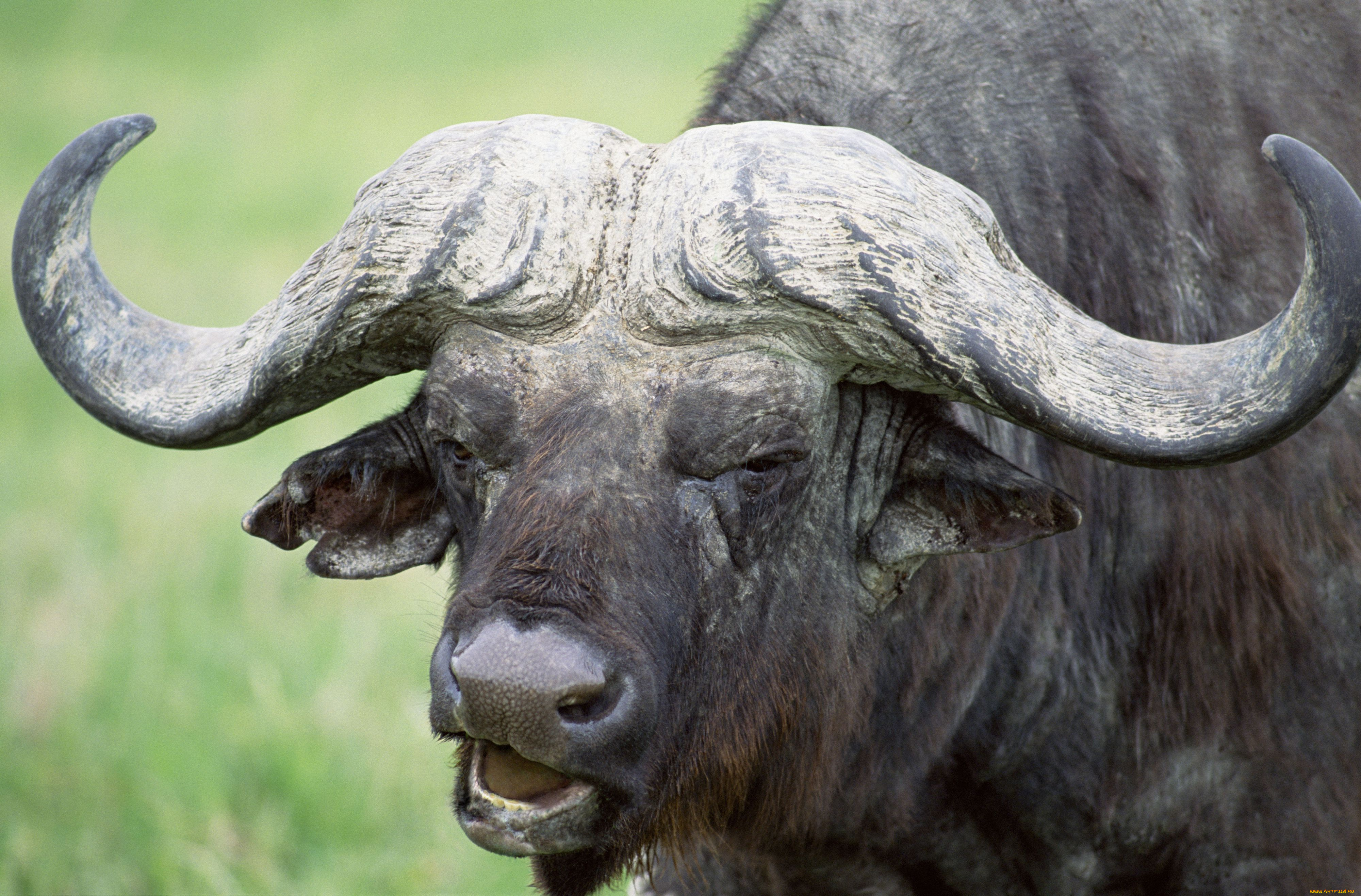 животные, коровы, буйволы, африканский, буйвол