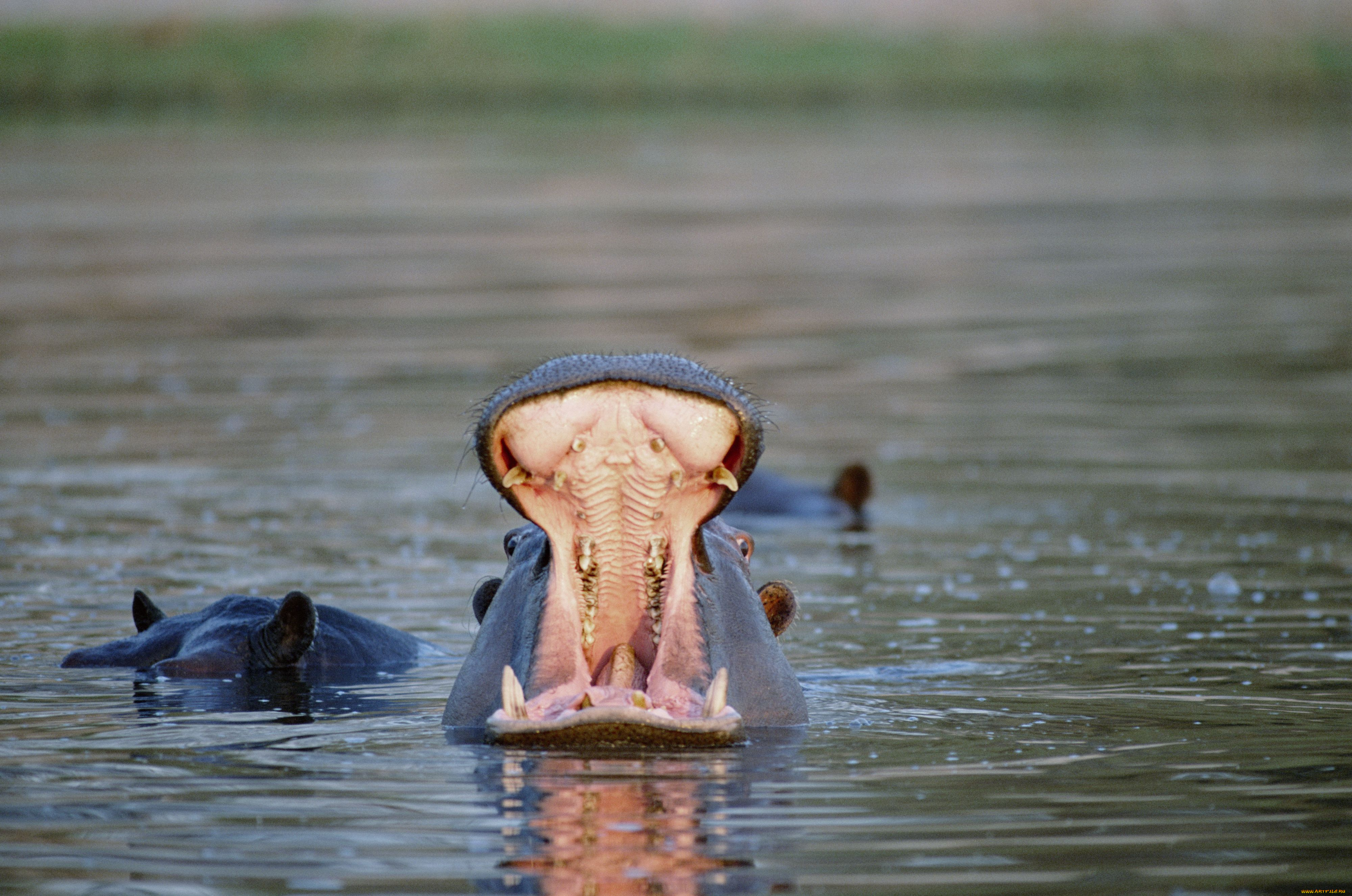 животные, бегемоты, вода