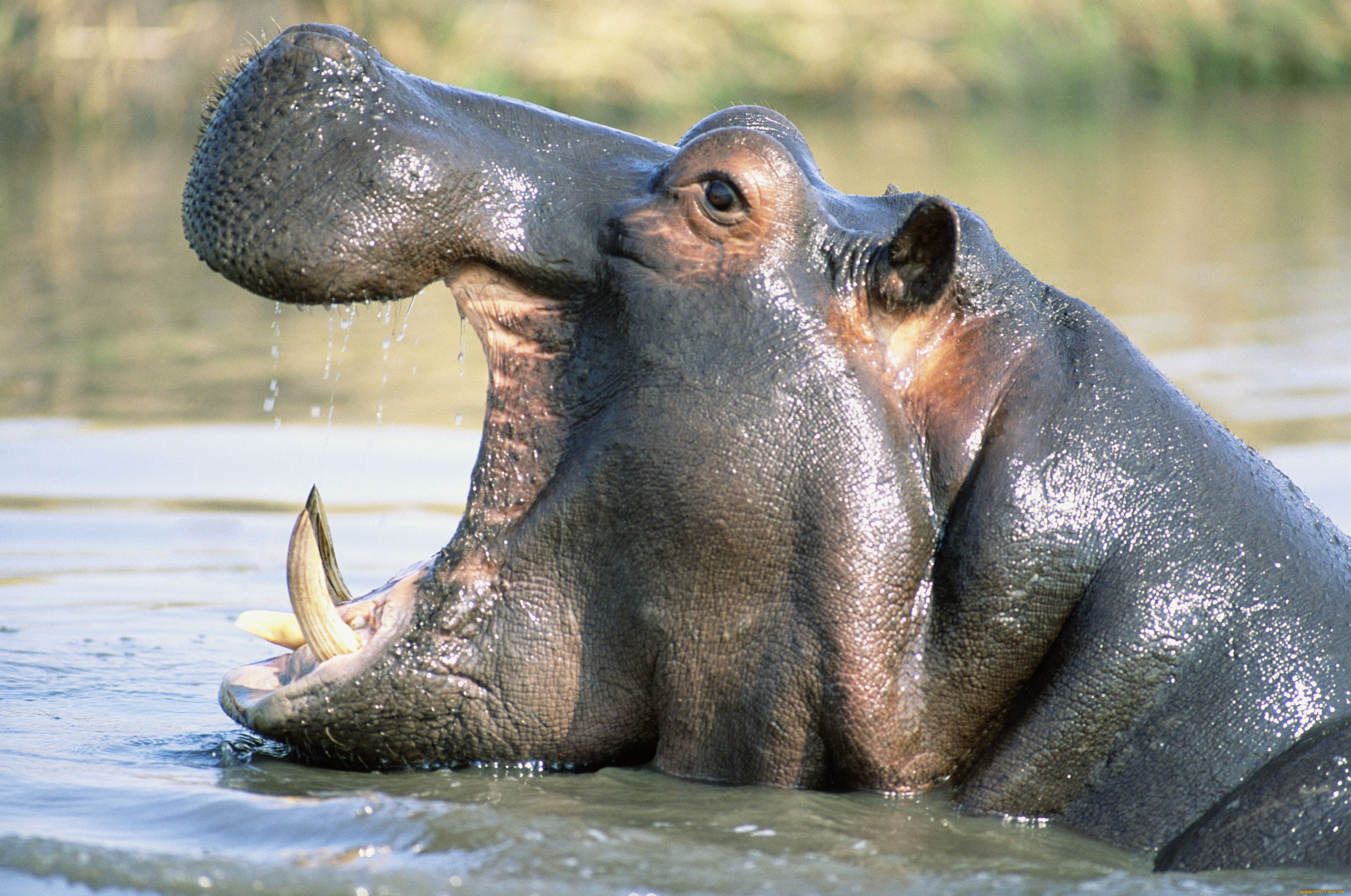 животные, бегемоты, пасть