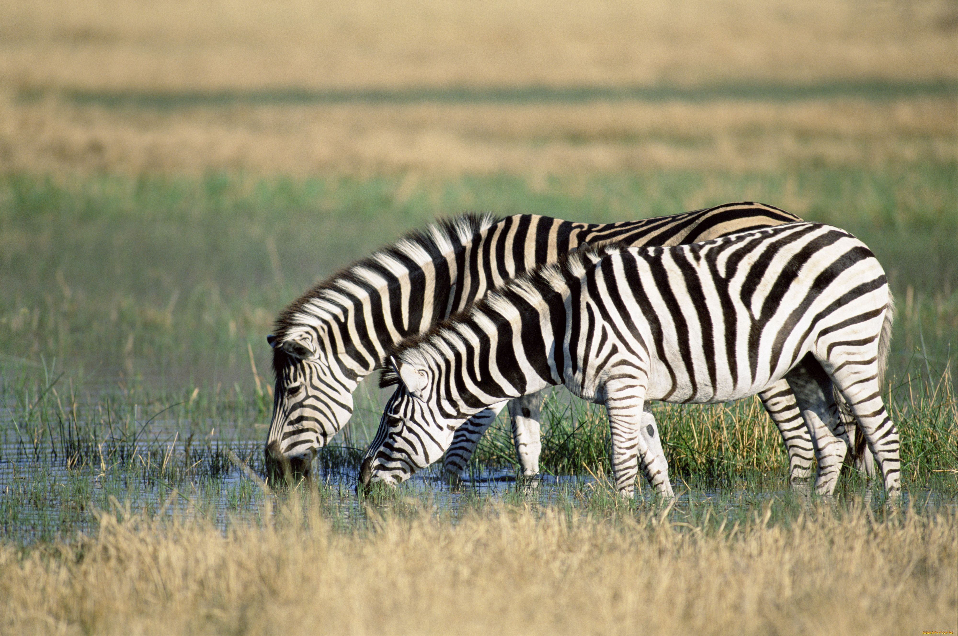 животные, зебры, водопой