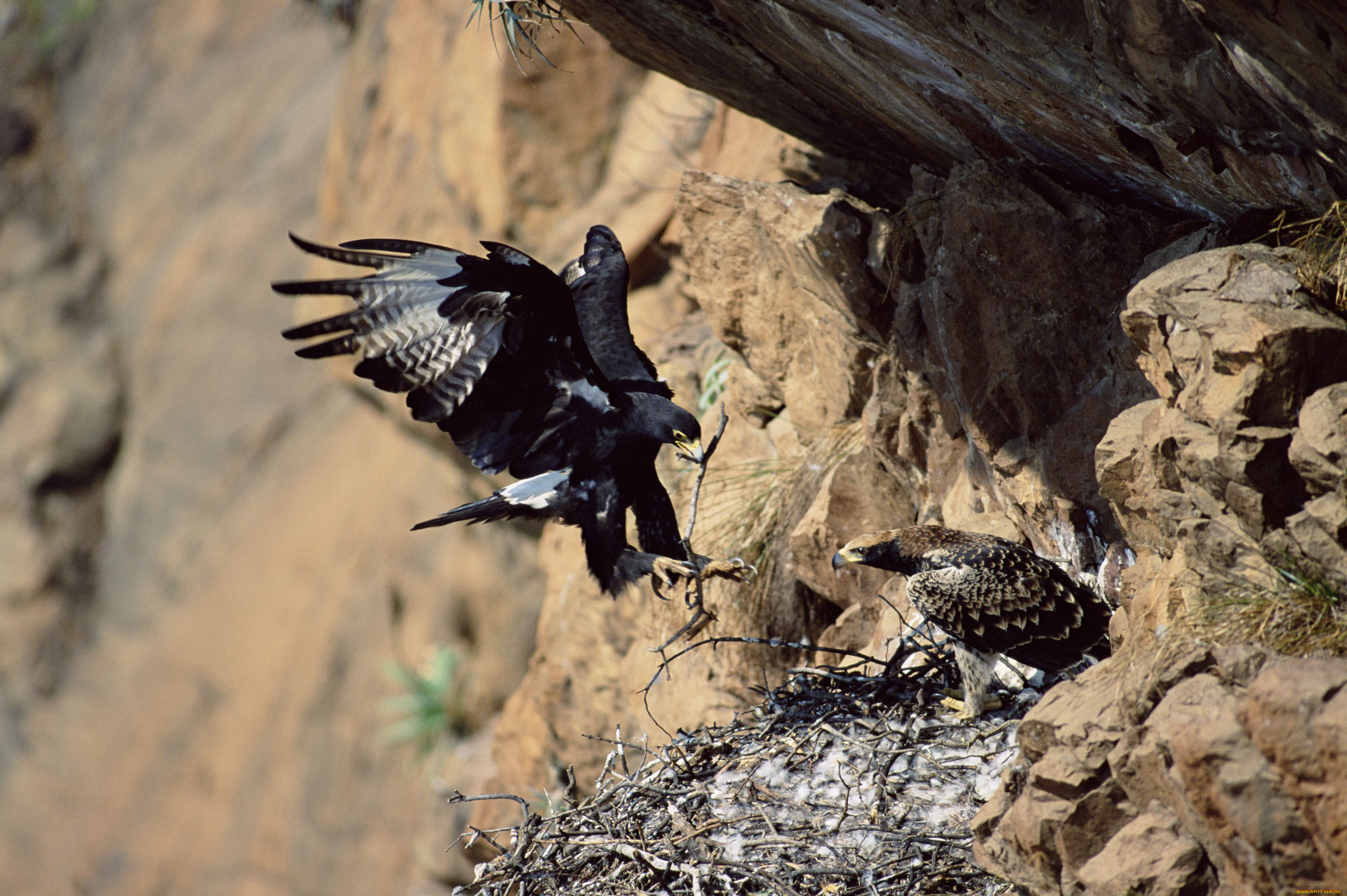 животные, птицы, хищники, скала, гнездо