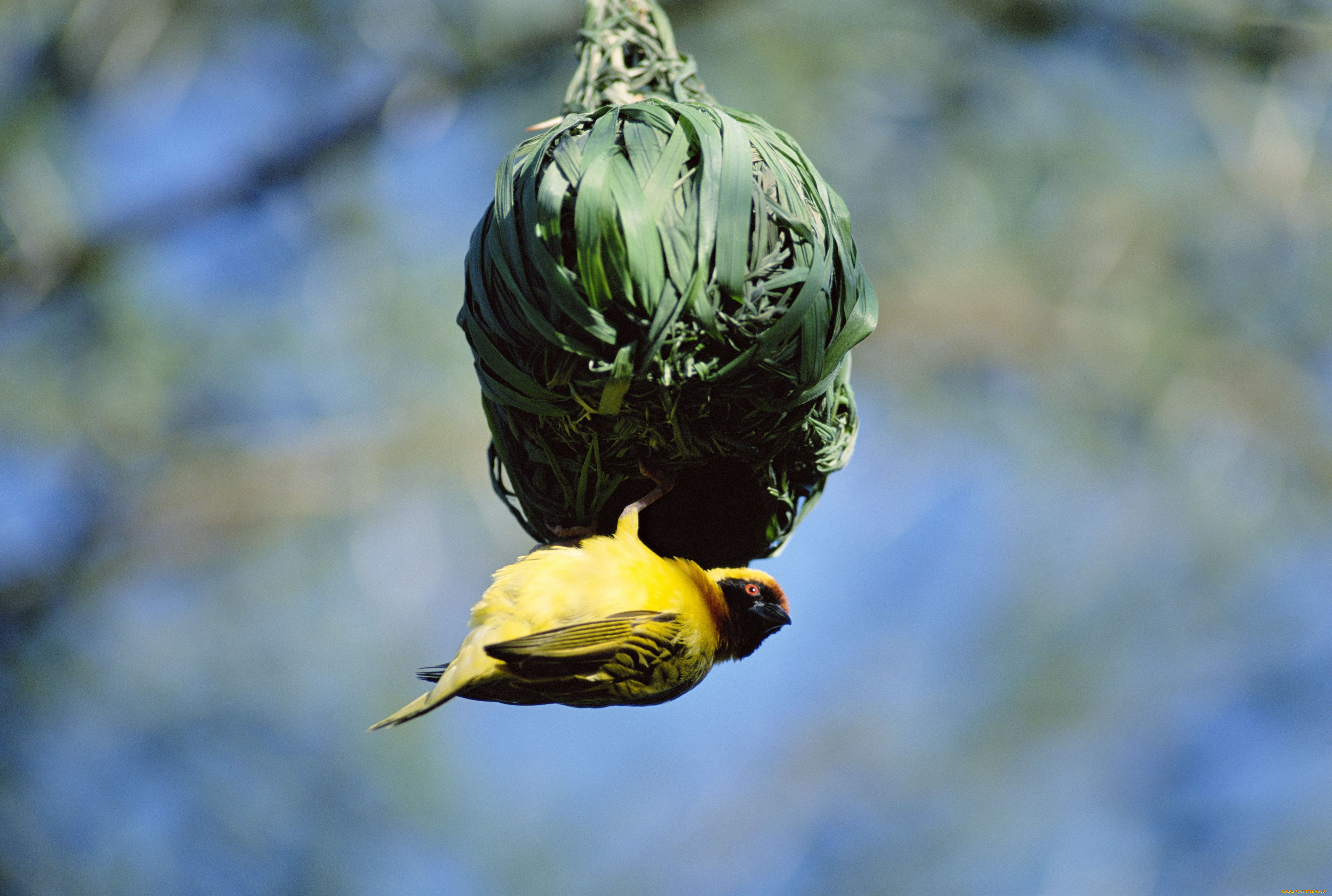 животные, гнезда, птиц, гнездо, африканский, воробей