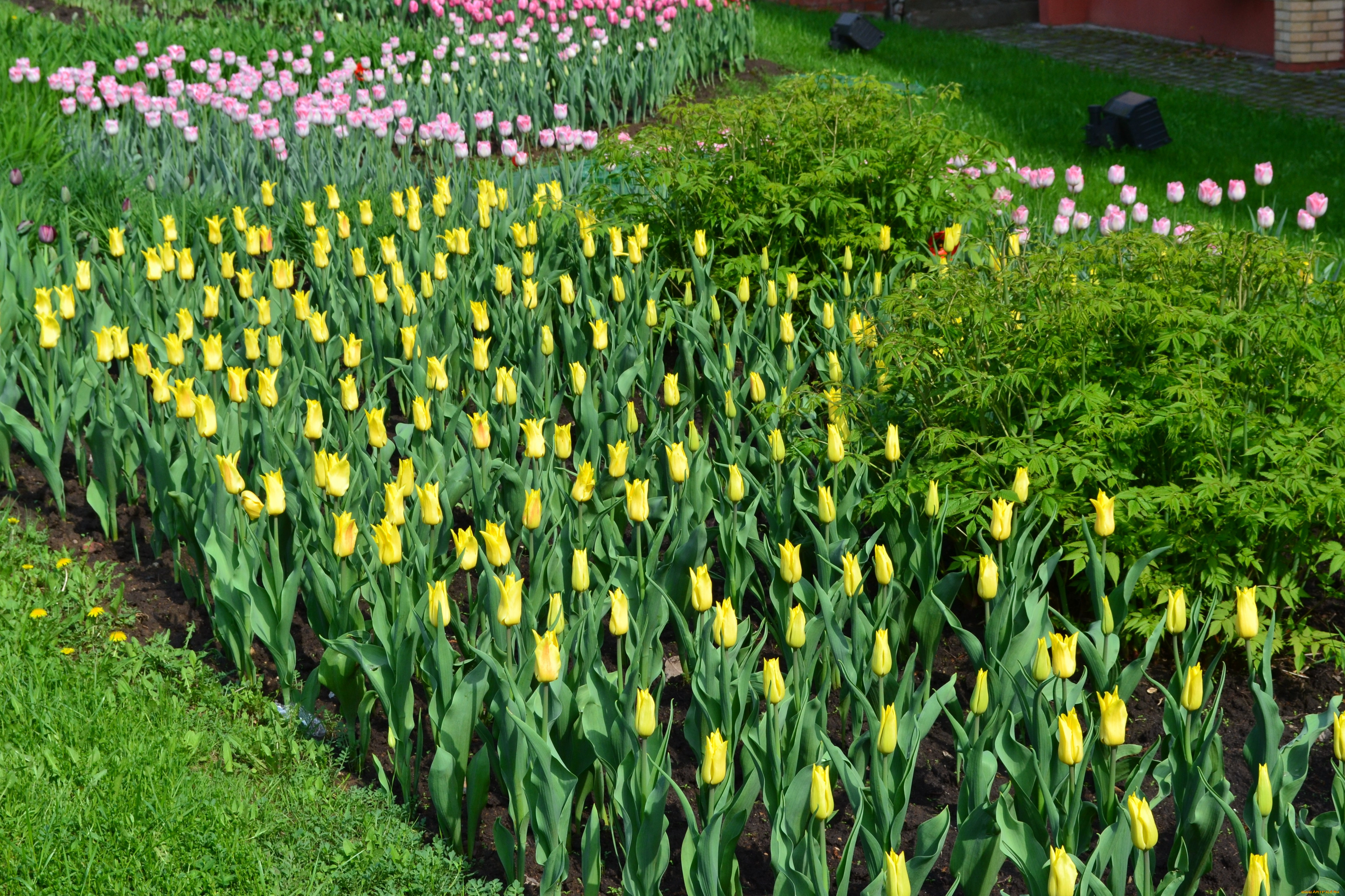 цветы, тюльпаны, бутоны