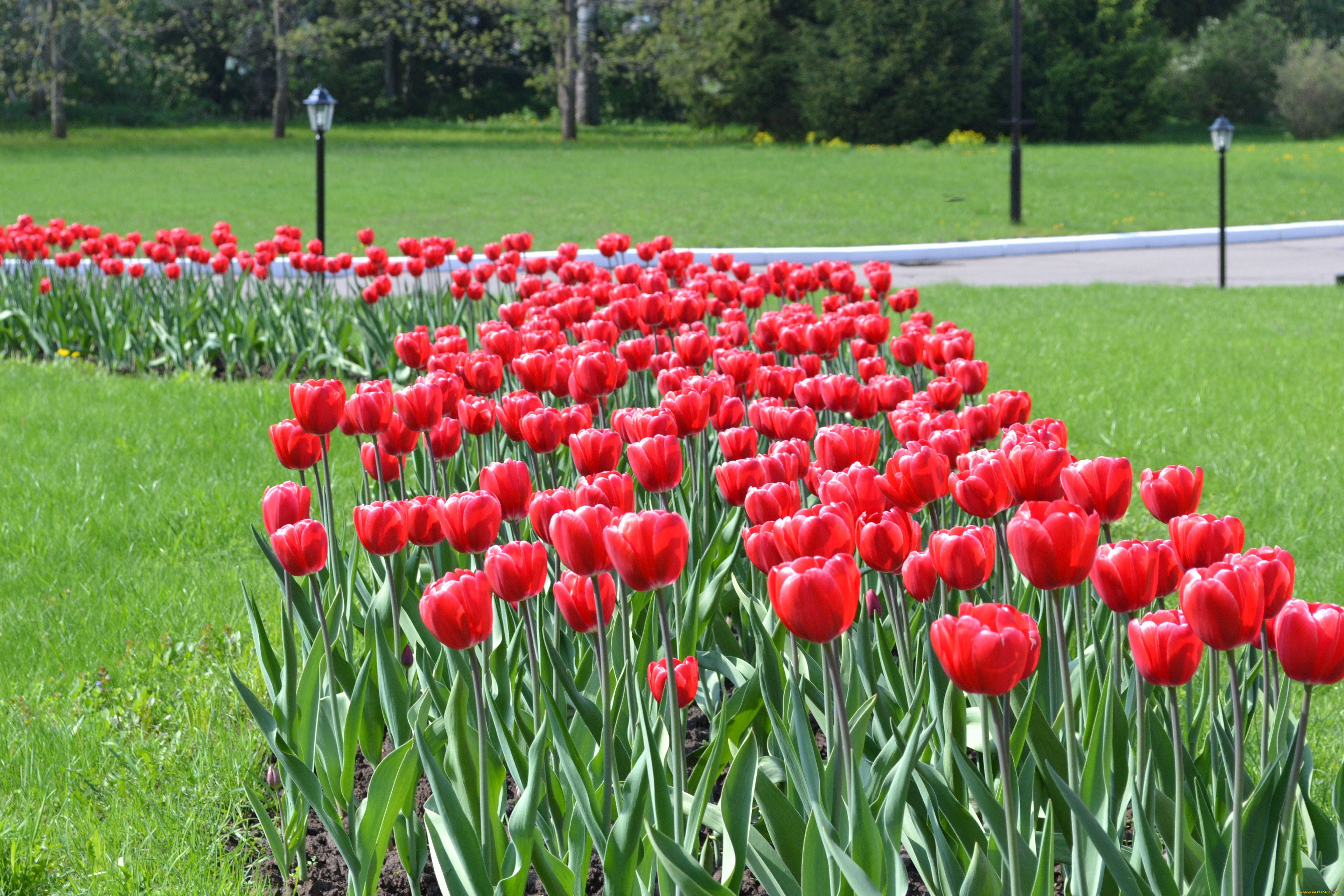 цветы, тюльпаны, клумба